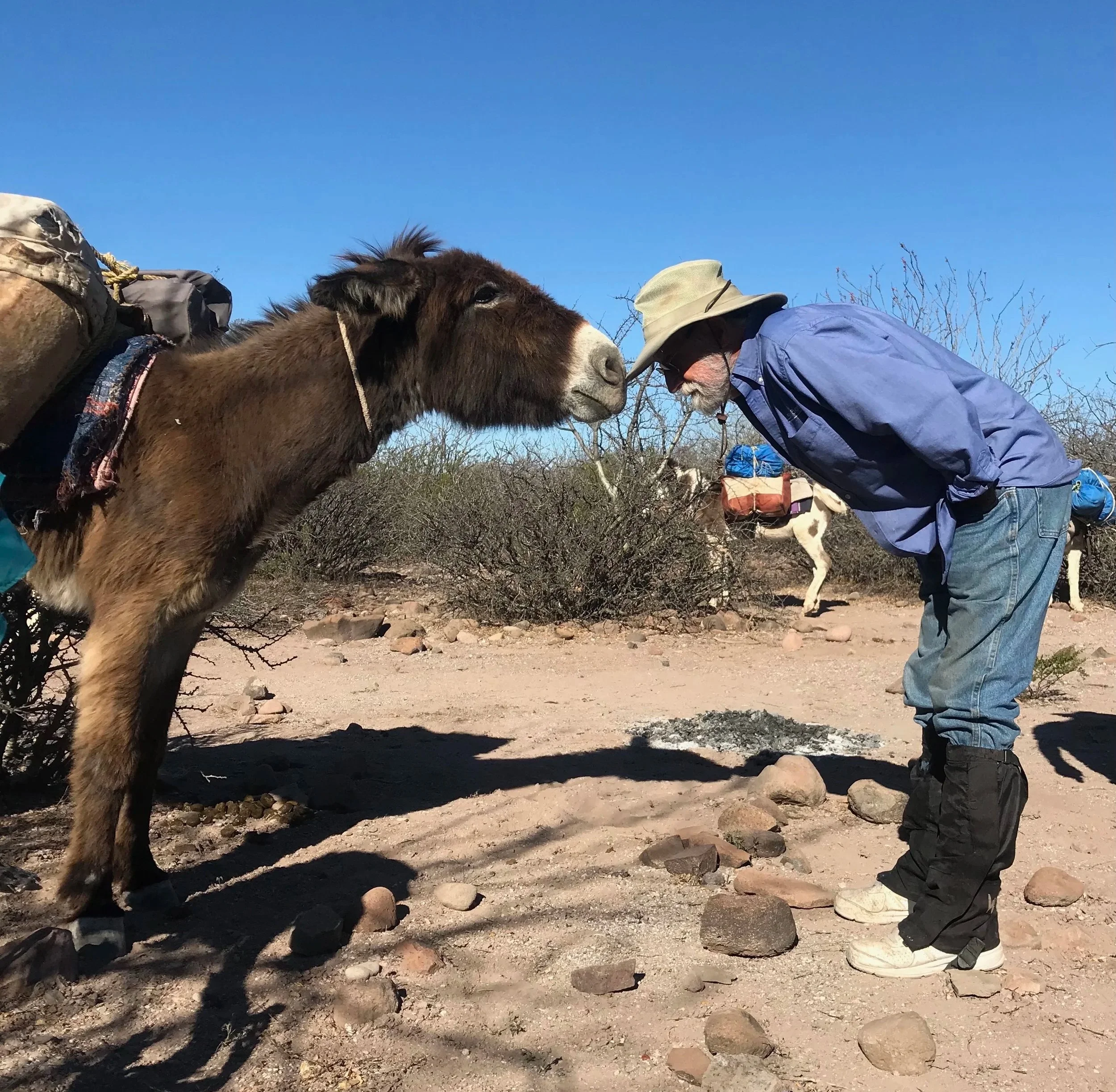 An elderly man leaning forward to touch noses with a small brown and black donkey on a dirt trail in a desert landscape with sparse bushes and other pack animals in the background.