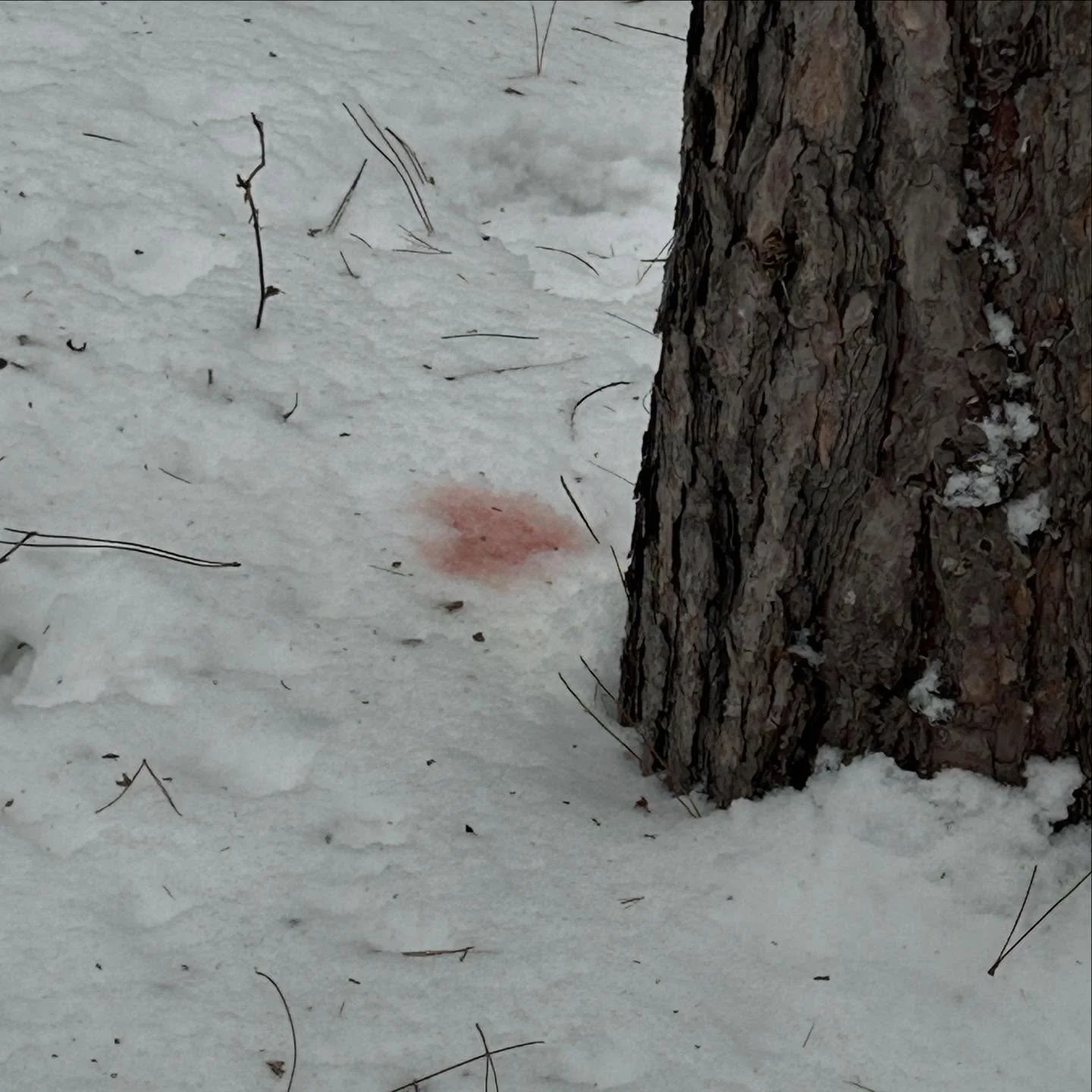 I notice hearts everywhere - in food, nature, etc. There are beautiful signs everywhere if you stop to notice them 🥹 

What&rsquo;s something that always shows up for you? 

(I have no idea what made this red mark in the snow 🤣 but I love it) 

#aw