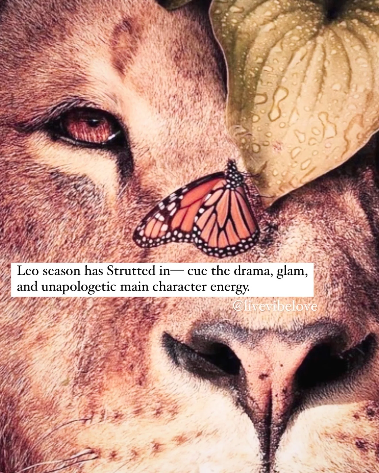The fire has been lit🔥

Leo season is here &mdash; bold, bright, and unapologetically center stage✨🌞

🌙The New Moon in Leo (July 24) invites us to plant sacred seeds not in the soil, but in the heart.  And with Mercury retrograding in Leo (until A