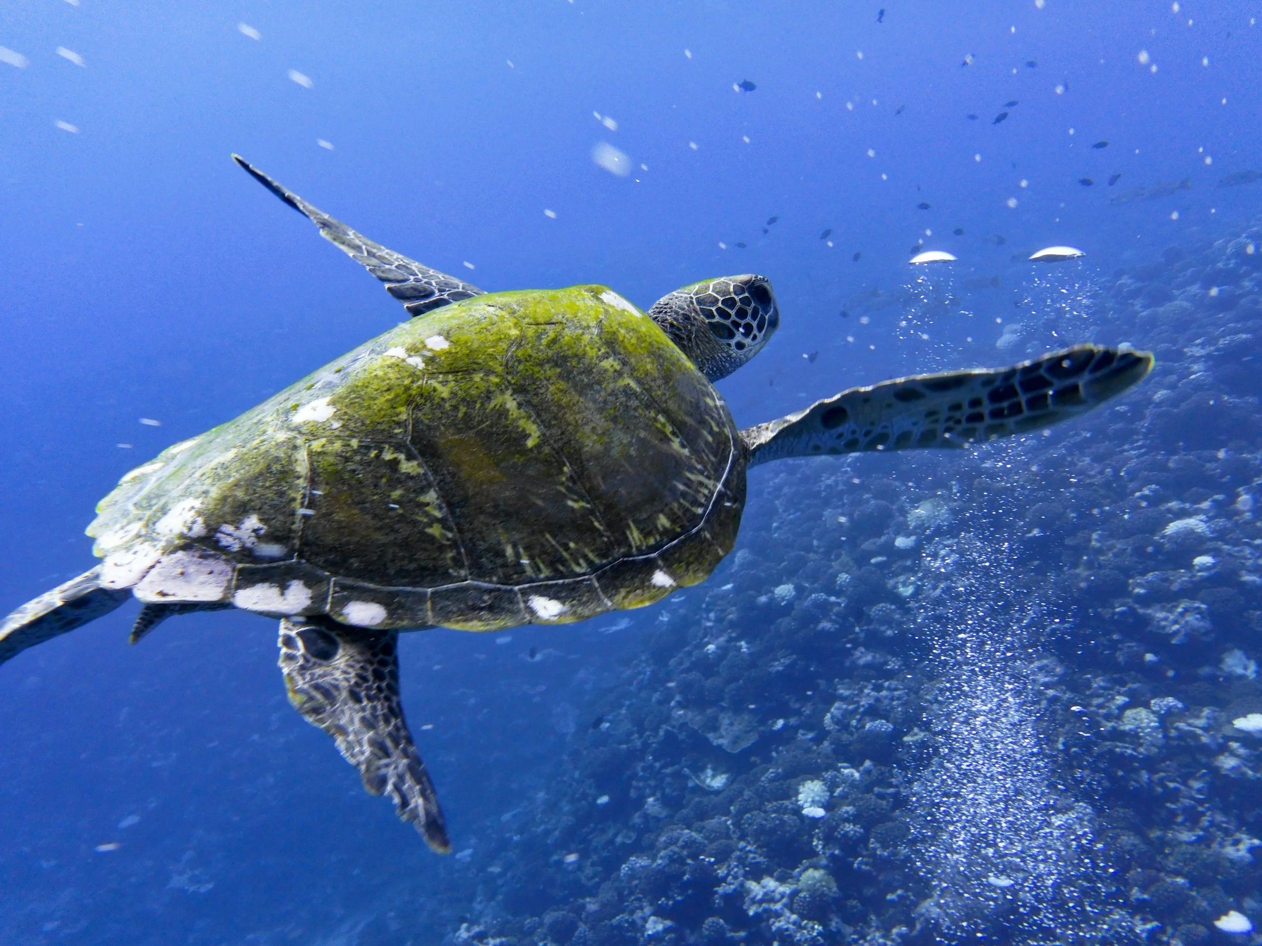 Swims past a coral reef, a green sea turtle with flippers extended underwater in the ocean.