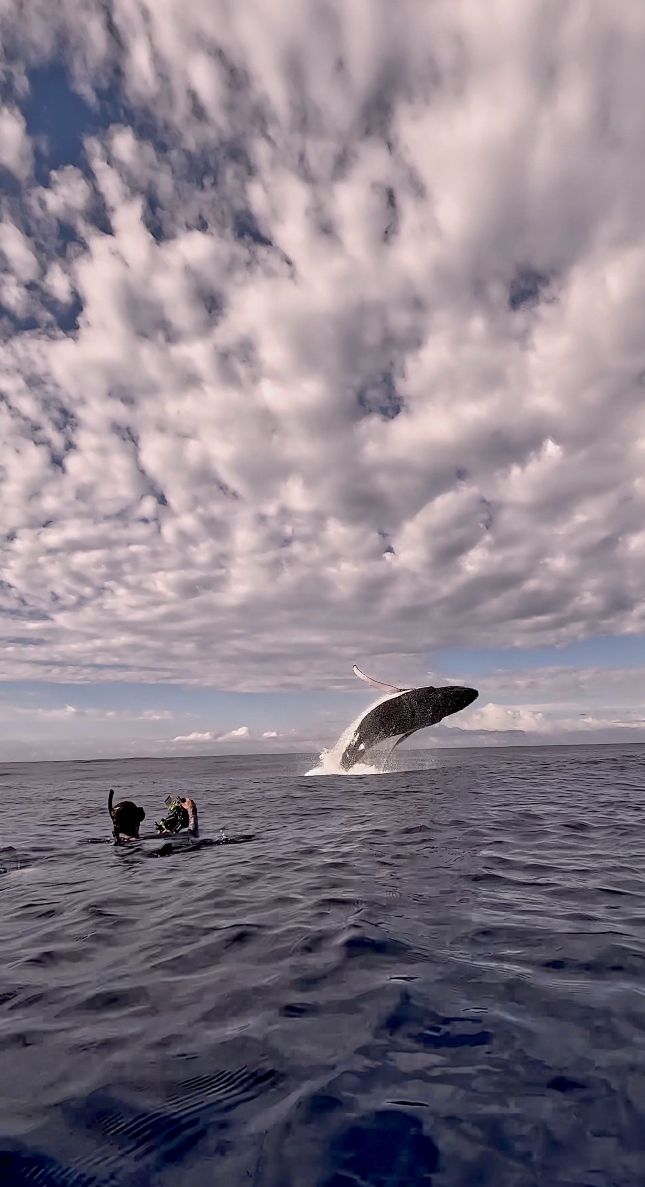 A whale breaching the water near two snorkelers in the ocean under a cloudy sky.
