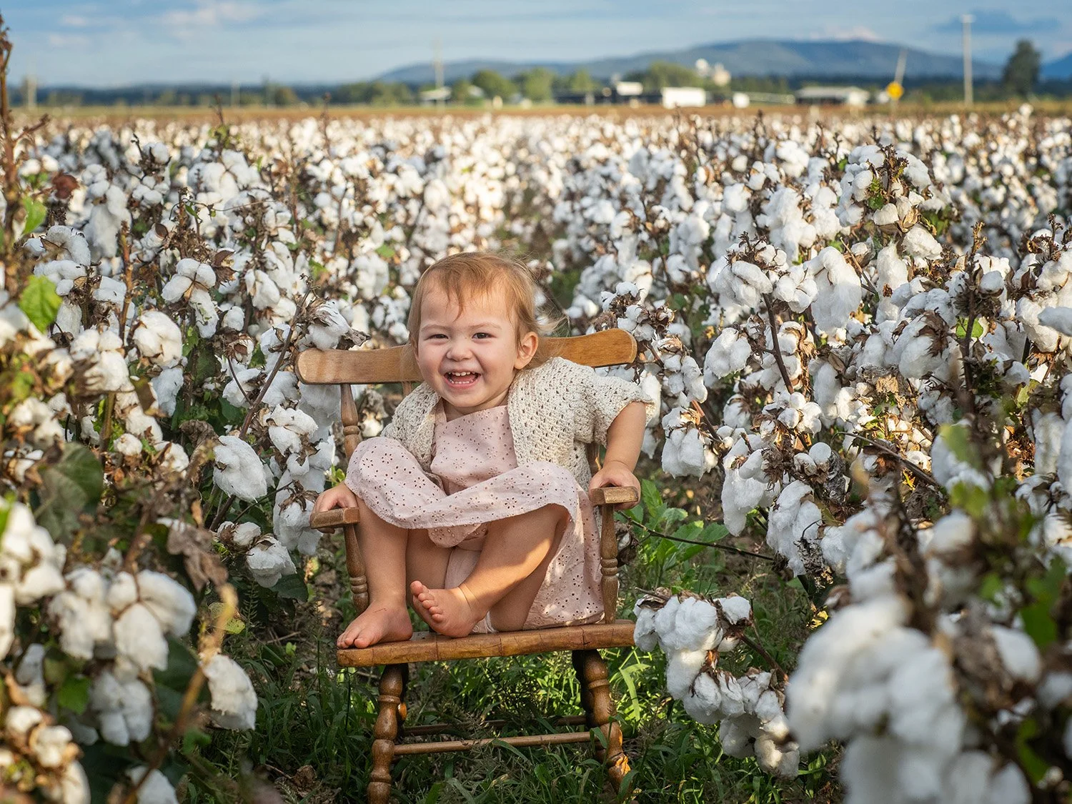 Cotton Mini-5180271.jpg