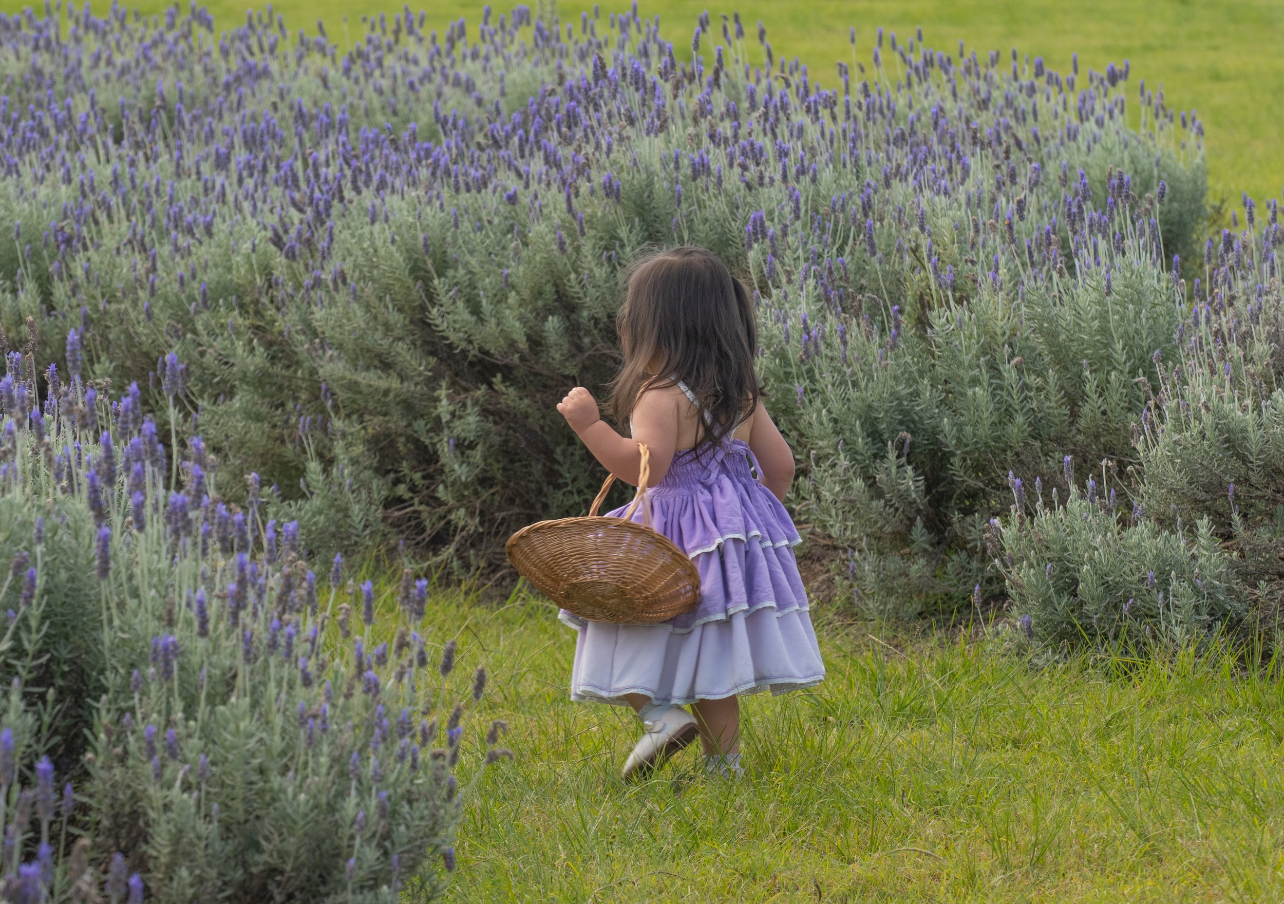 promo lavender (10 of 13).JPG