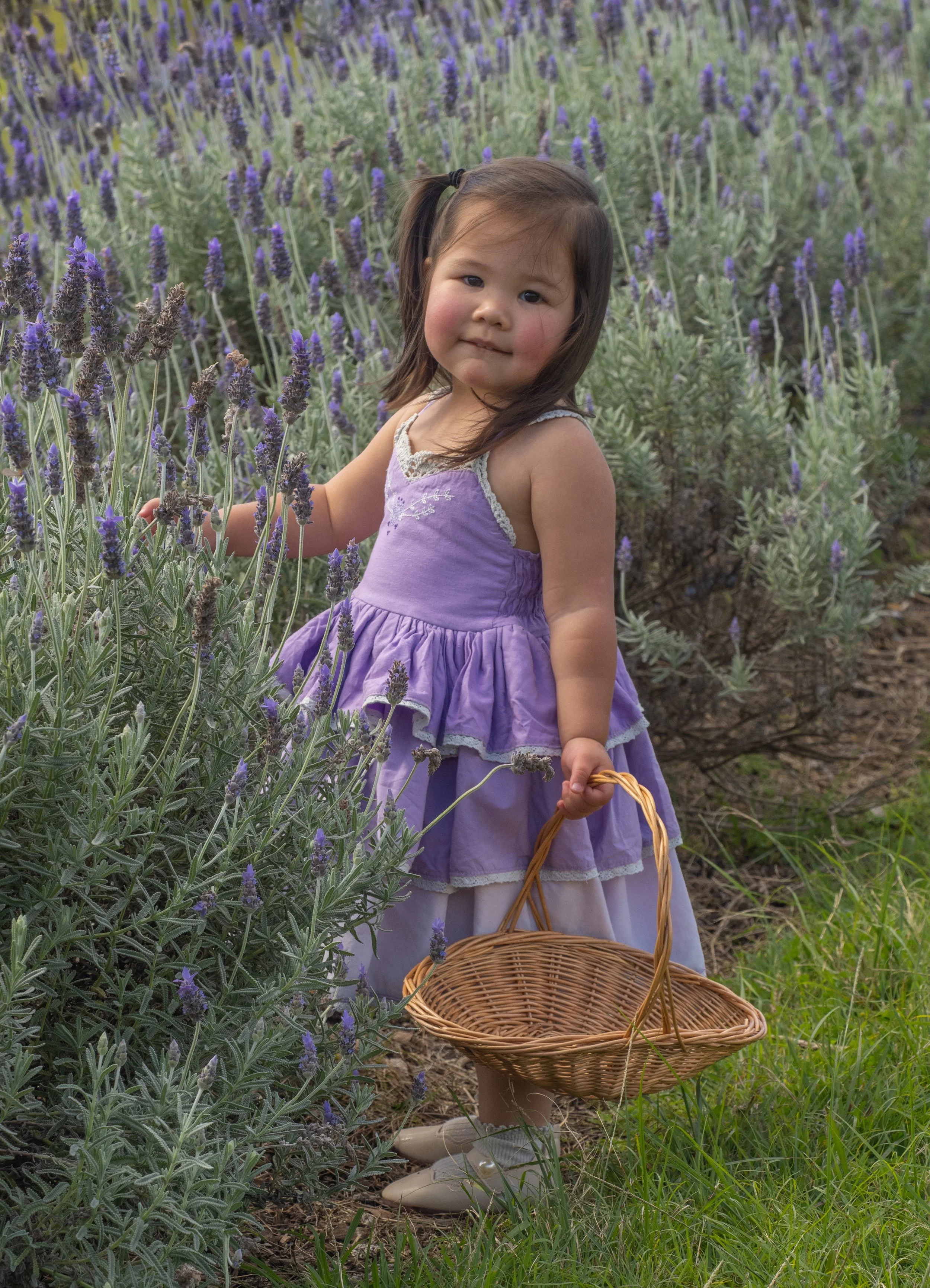 promo lavender (9 of 13).JPG