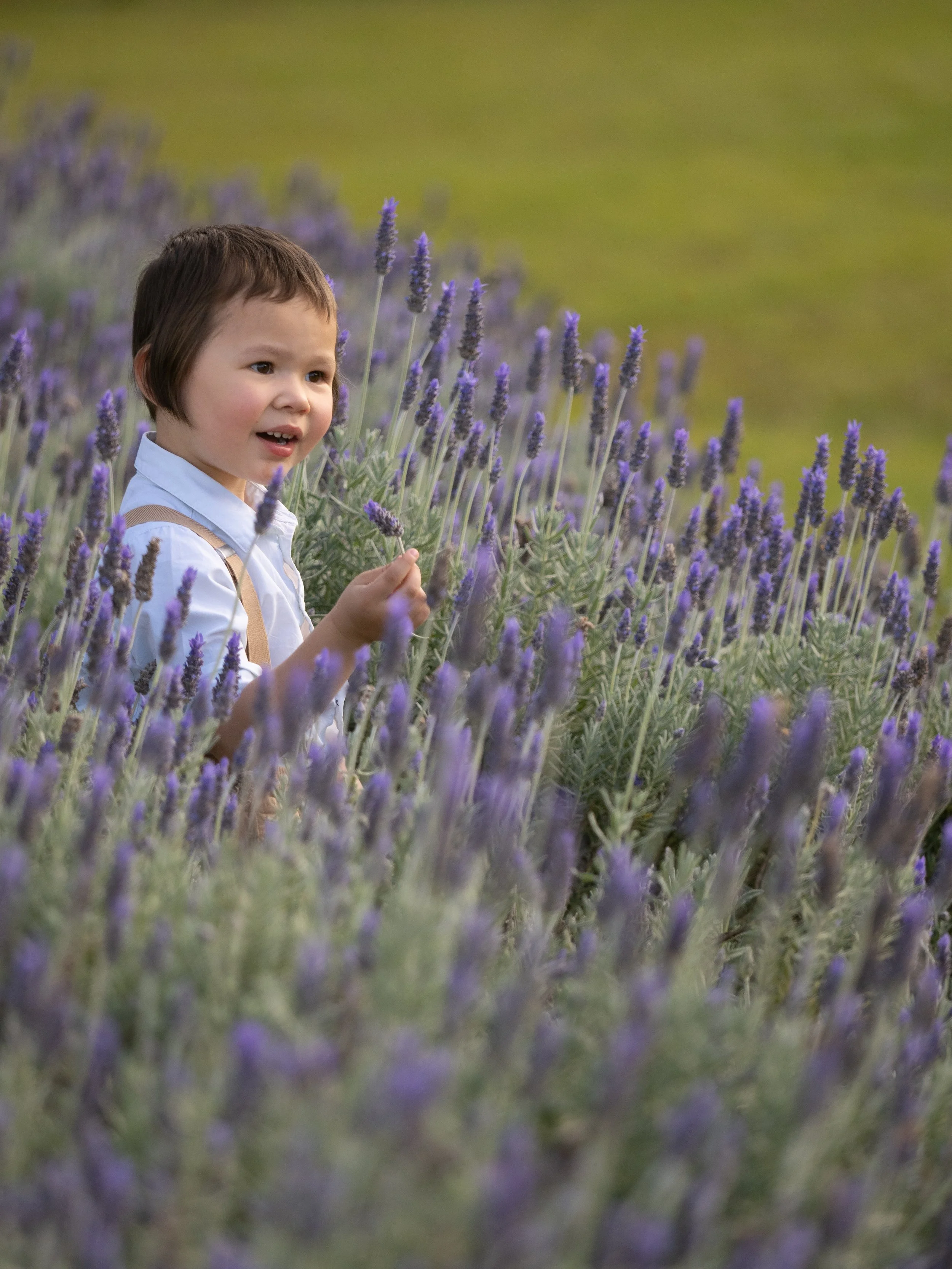 promo lavender (7 of 13).JPG