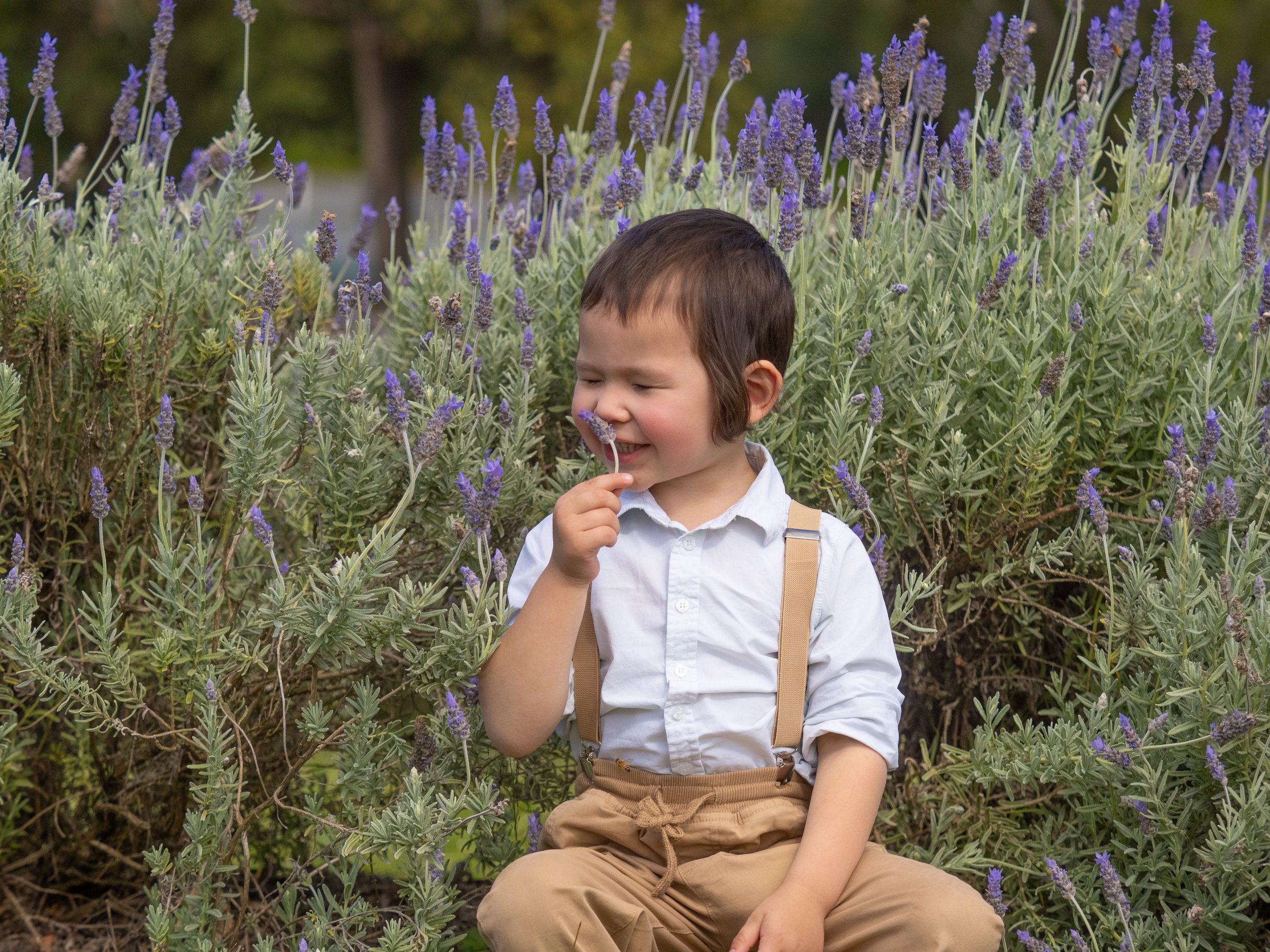 promo lavender (4 of 13).JPG