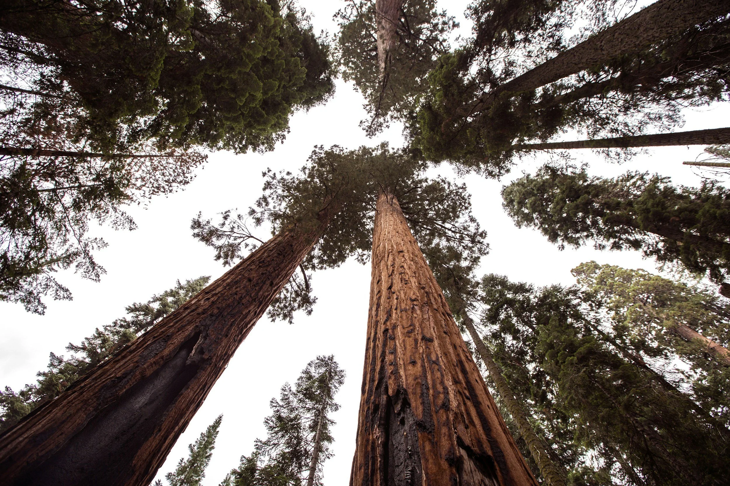 Looking up at tall towering trees in a forest with a cloudy sky visible through the canopy.