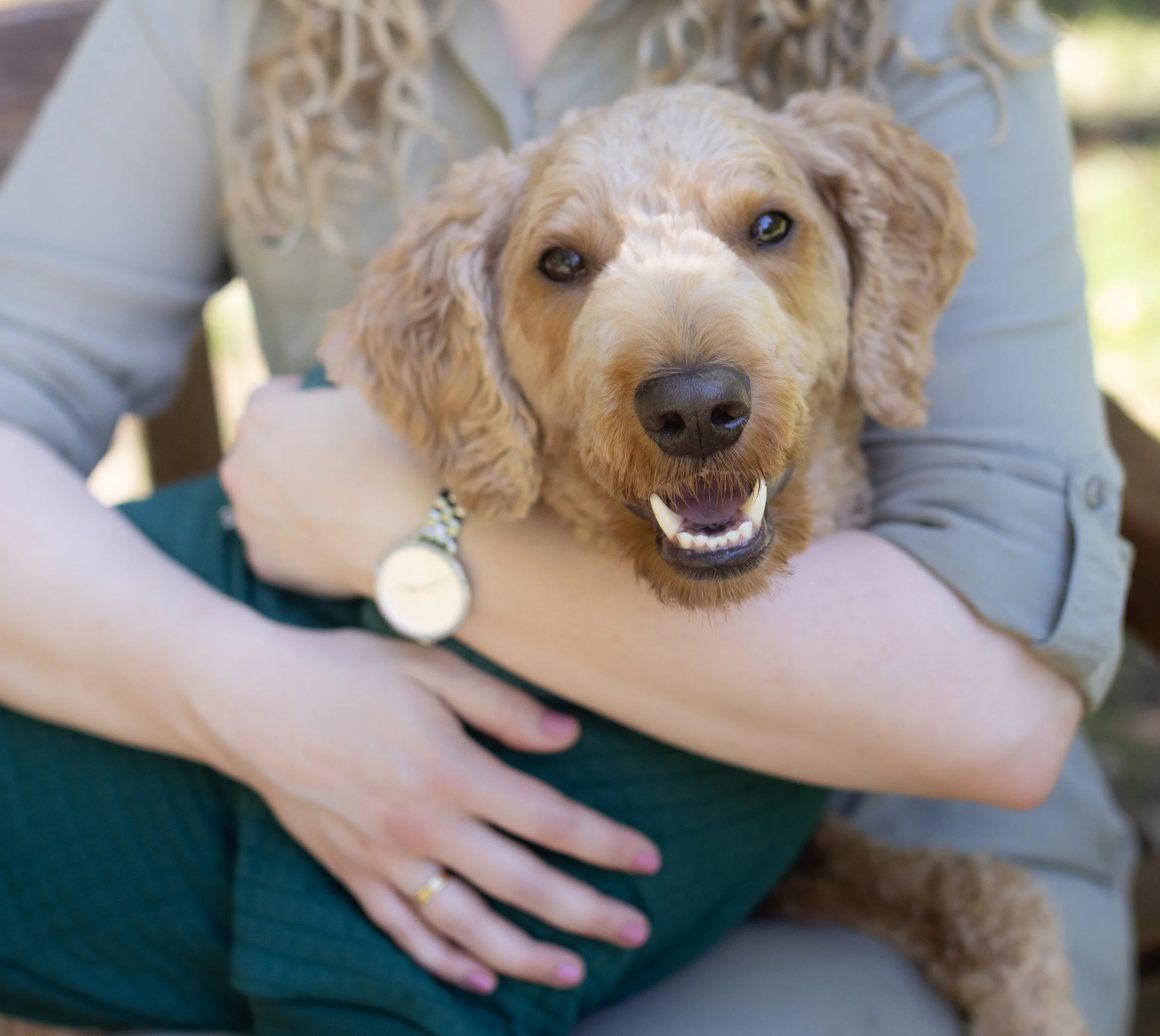 A person holding a happy, light brown, curly-haired dog with a white face and dark eyes, sitting outdoors.