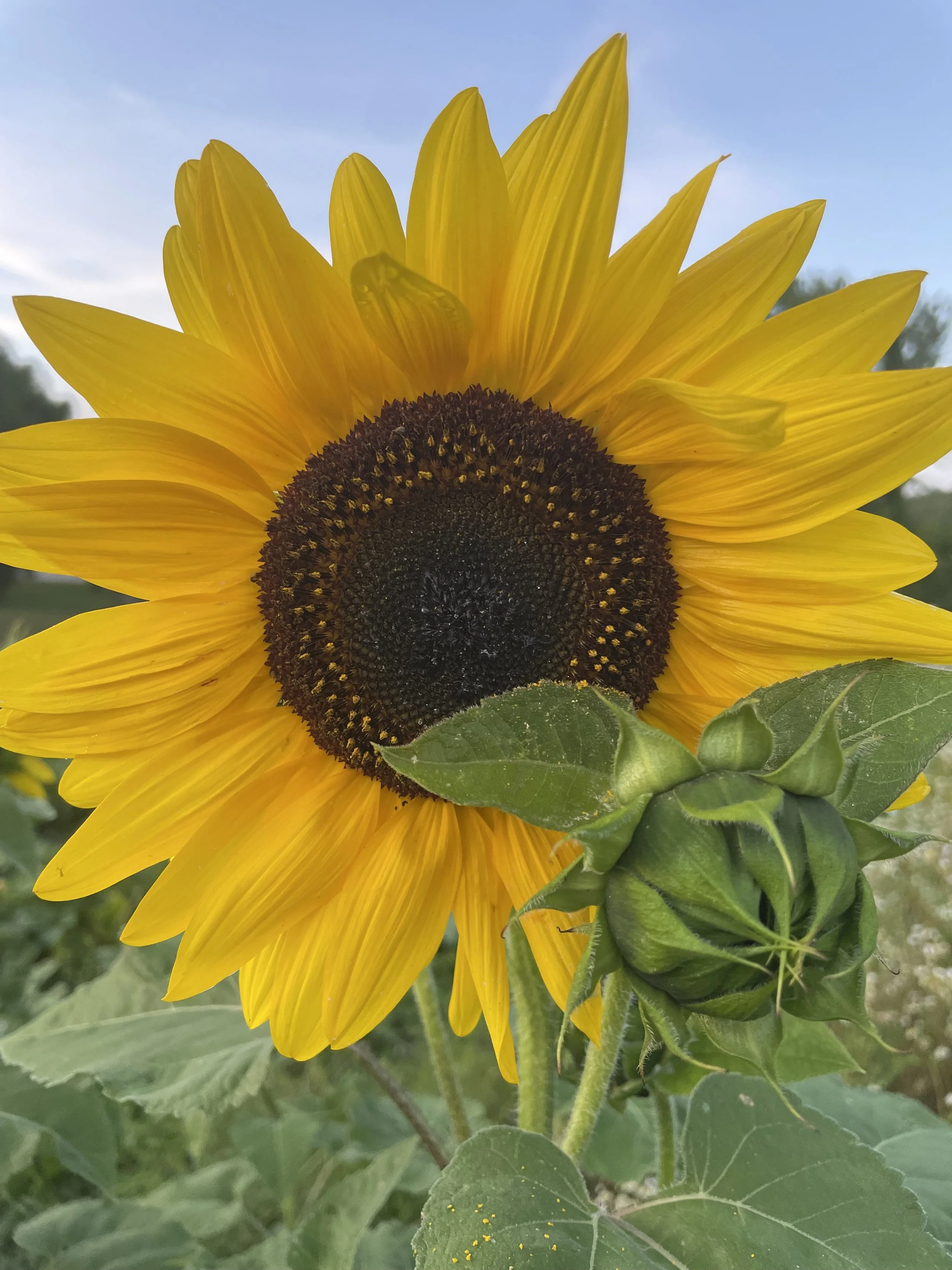 Field of Giving