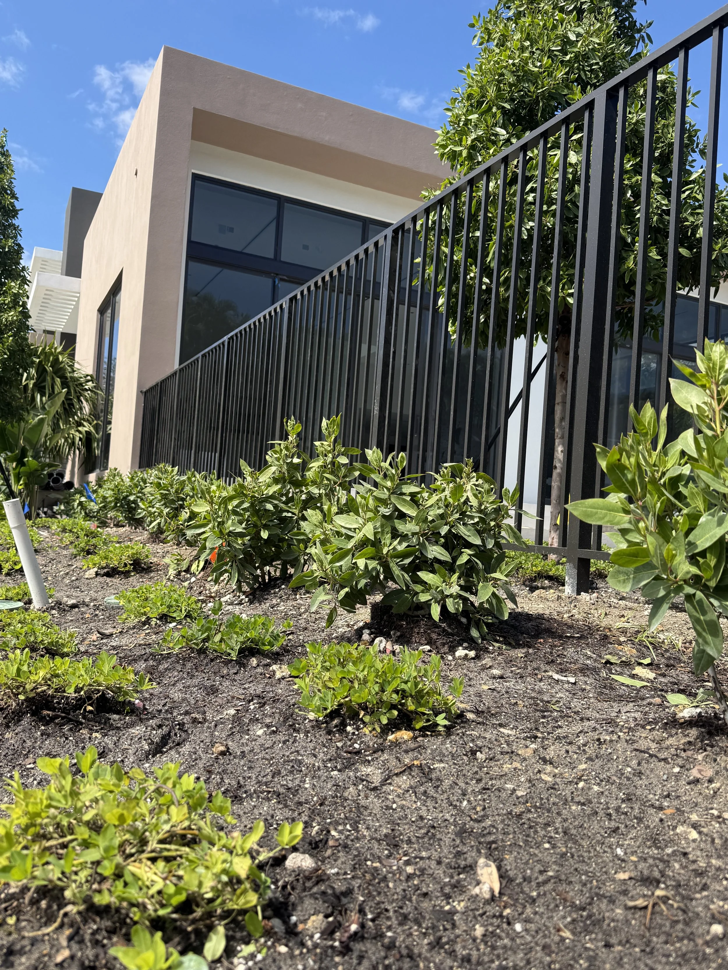 Jardín con plantas pequeñas y arbustos junto a una casa moderna de paredes beige y ventanas grandes, con un cerco de reja negra, en un día soleado con cielo azul.