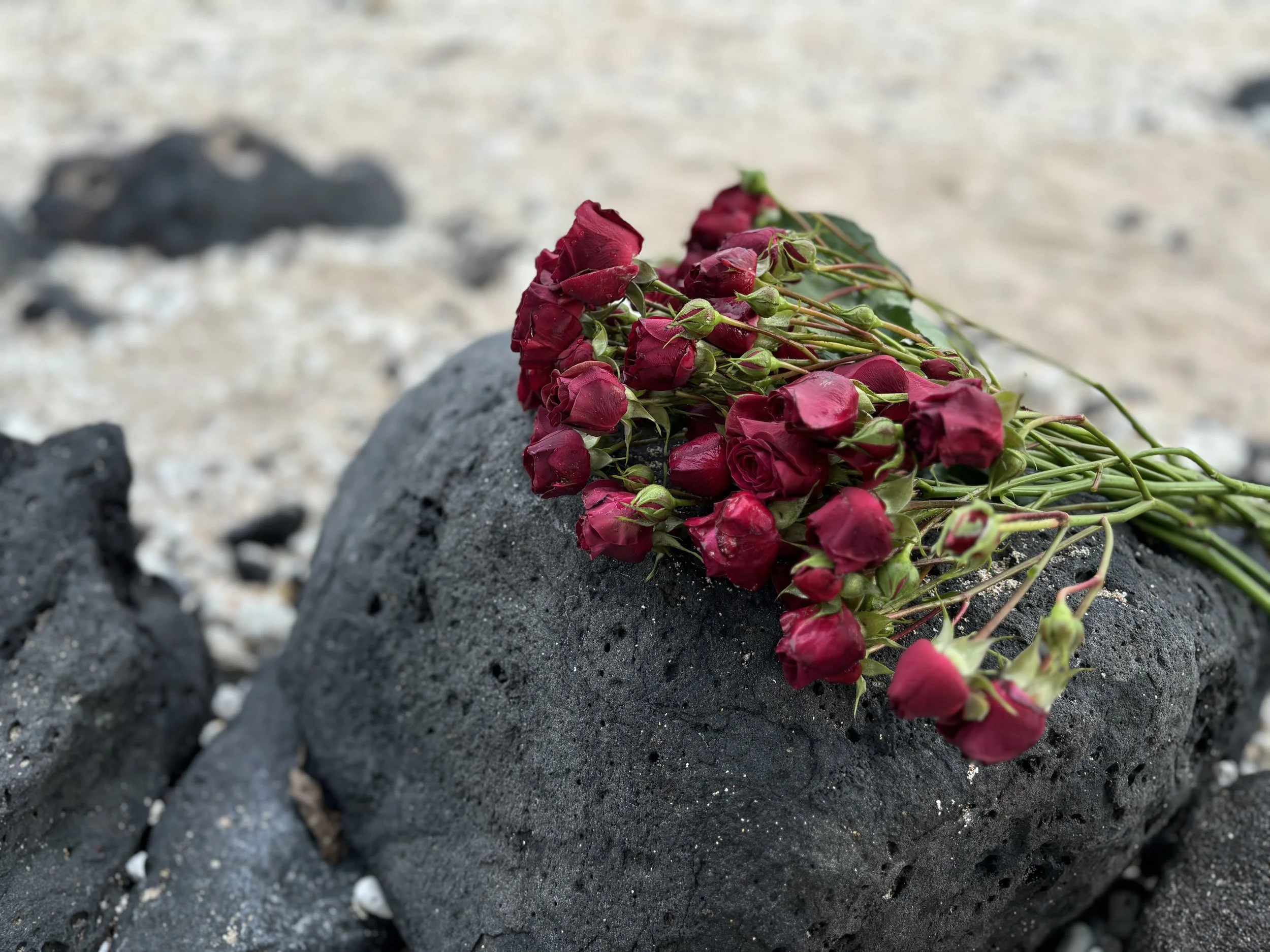 Heather Rose Animal Soul Guide