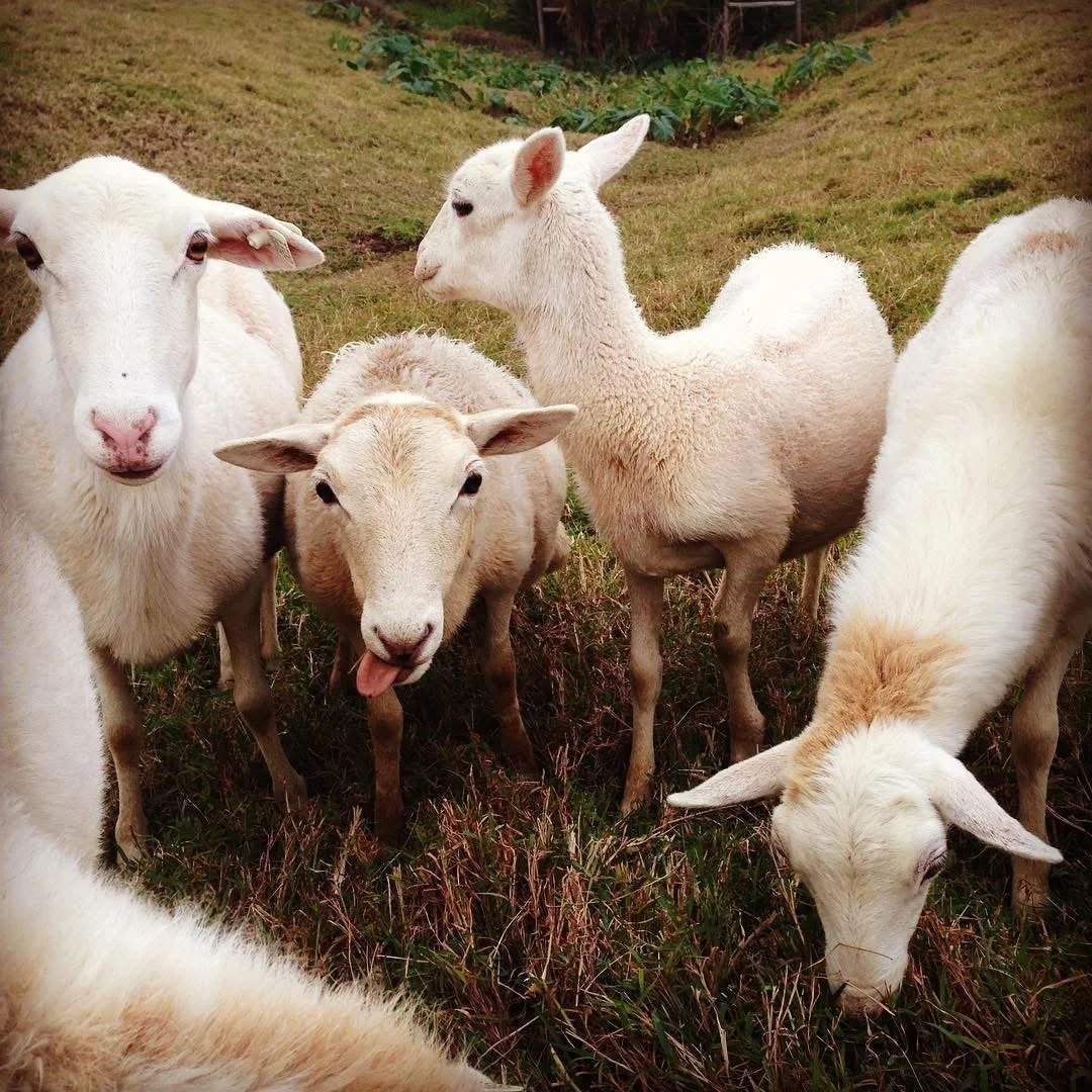 pet's sacred passage doula