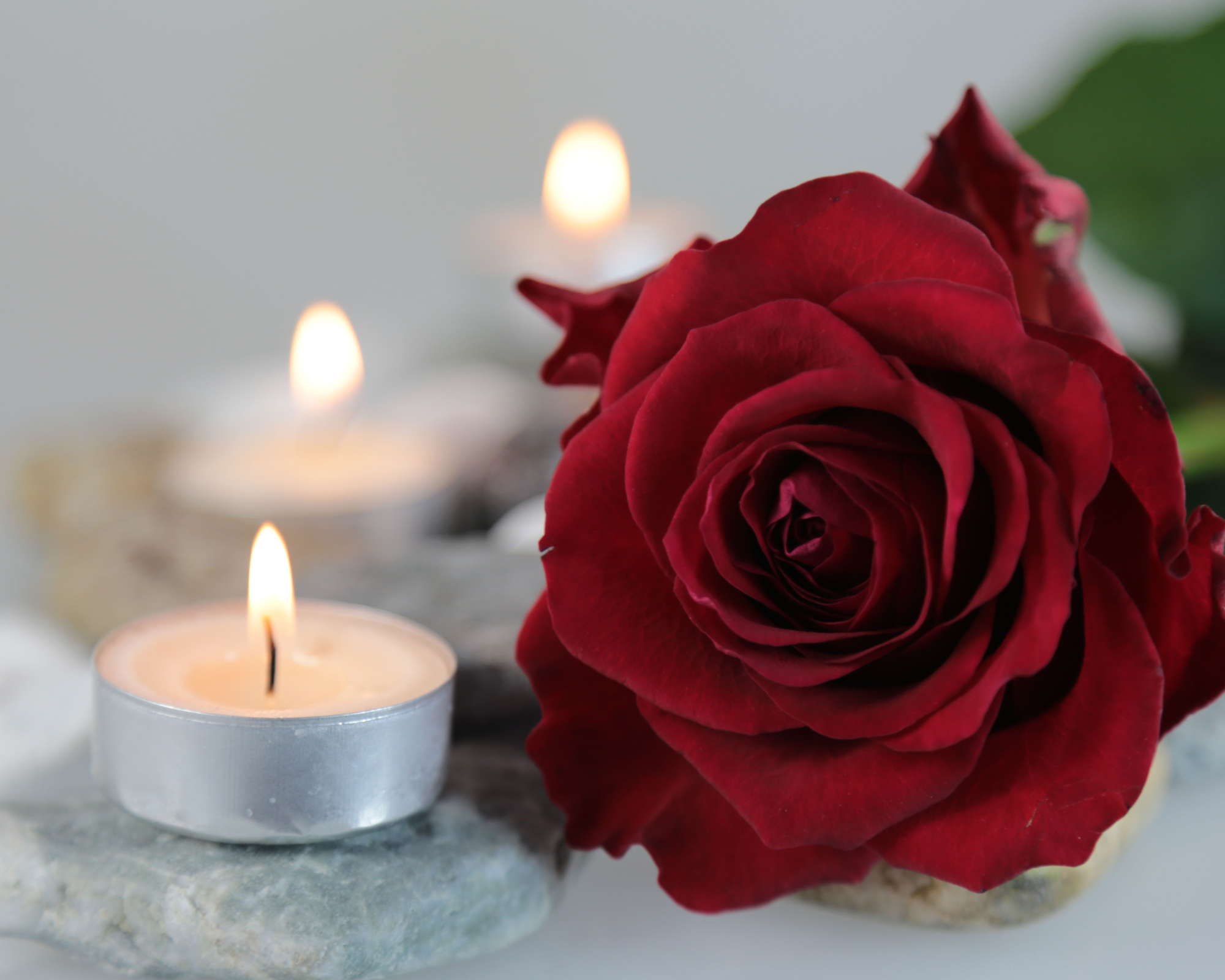 The Sea Rose animal whispering and intuitive guidance