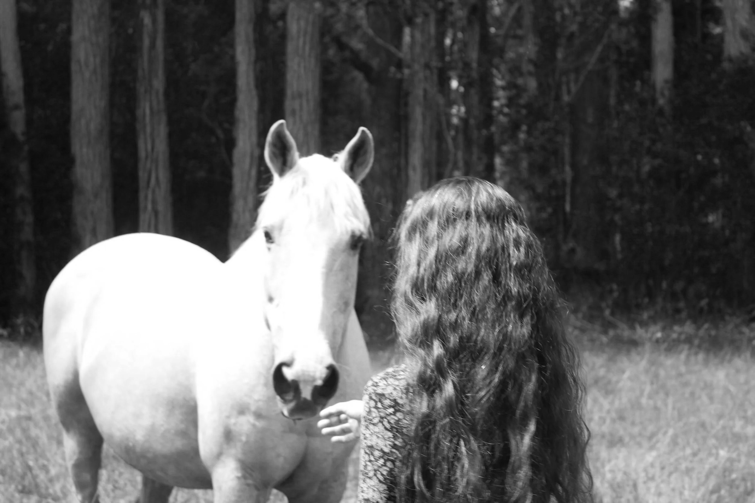 animal intuitive readings hawaii