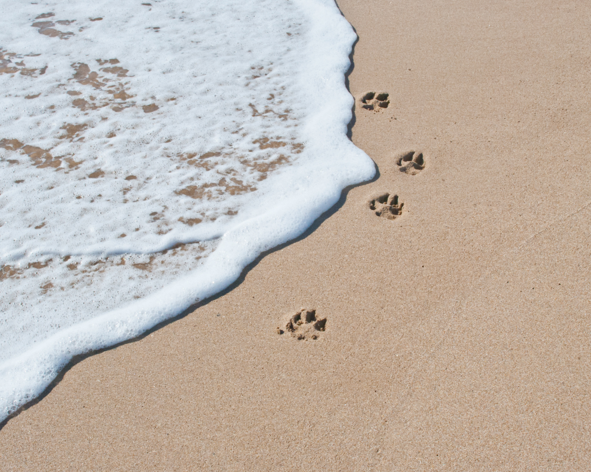 Heather Rose animal death doula