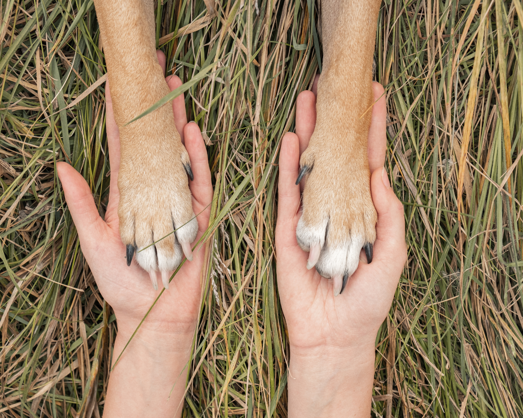 Sacred passage death doula for animals