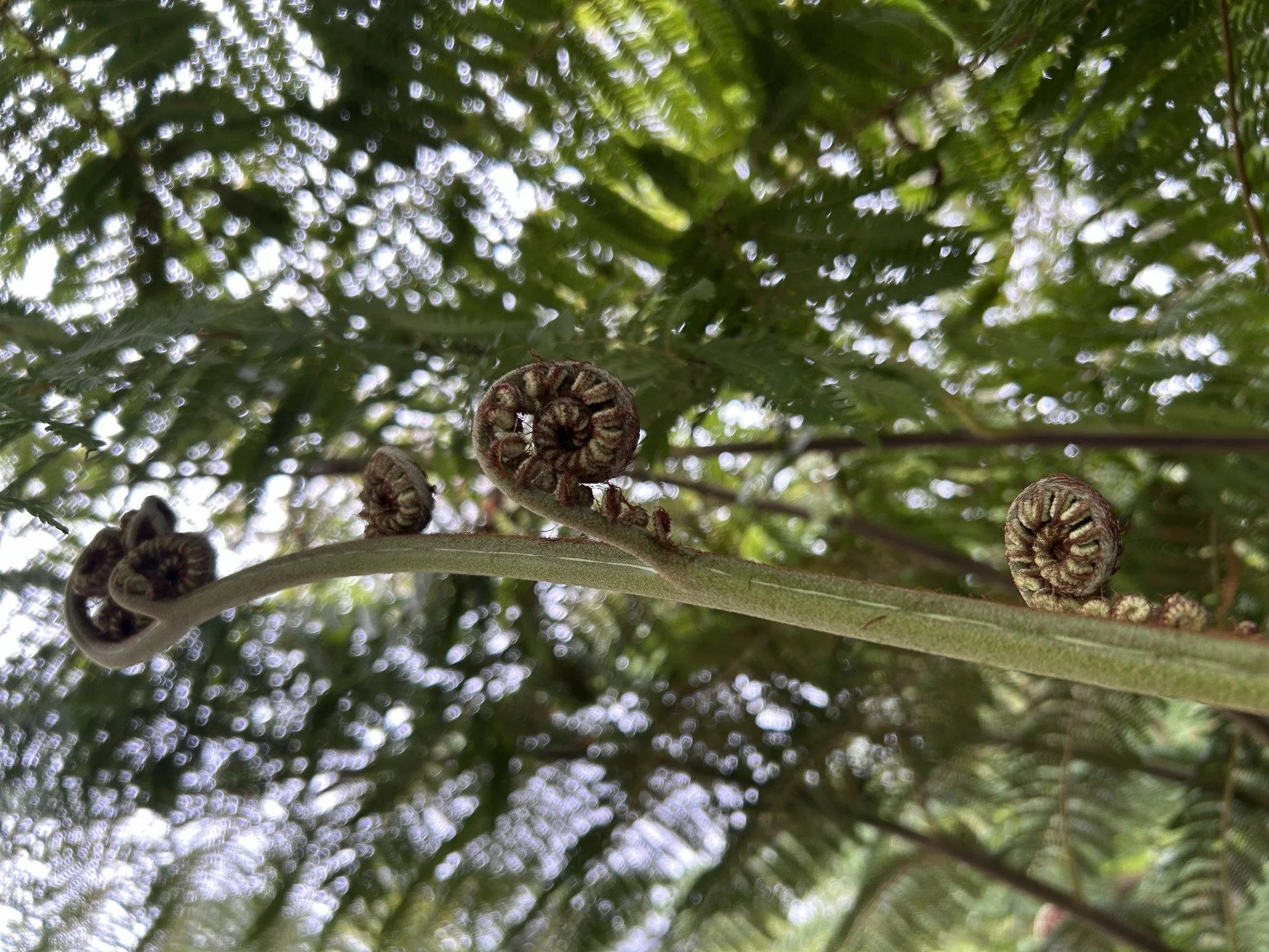 Young fern fronds curled and beginning to unfurl beneath a green canopy