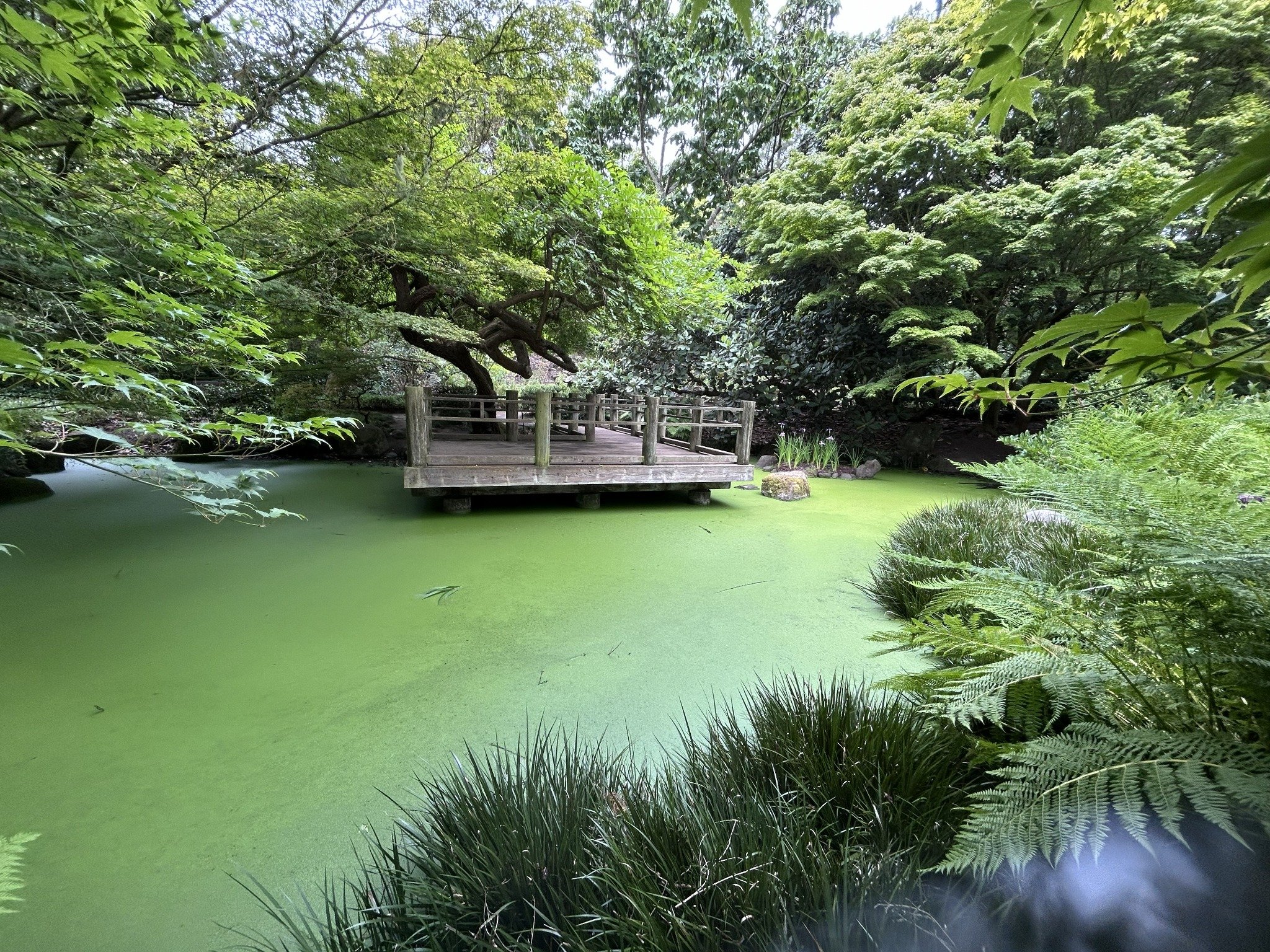 Wooden gathering platform surrounded by ferns and a green garden pond