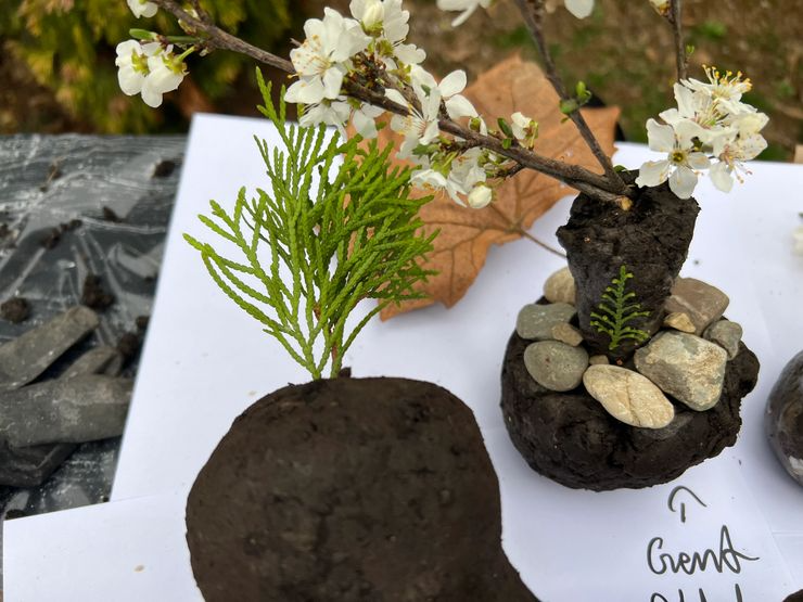 Small potted plant with white blossoms, planted in soil with rocks, and a green fern plant in a round soil mound.