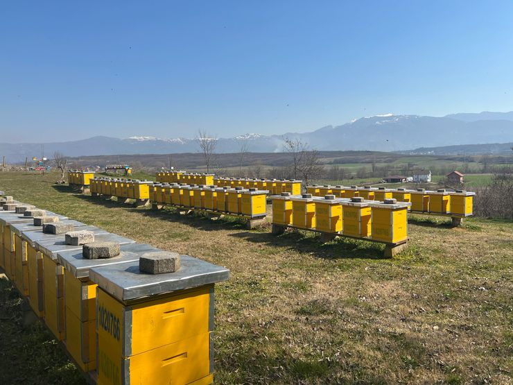 Multiple yellow bee hives arranged in rows on open field with mountains in the background under clear blue sky.