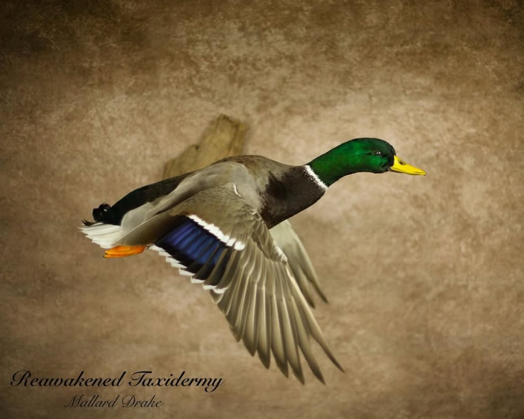 Screenshot 2025-07-12 at 4.13.49 PM.png