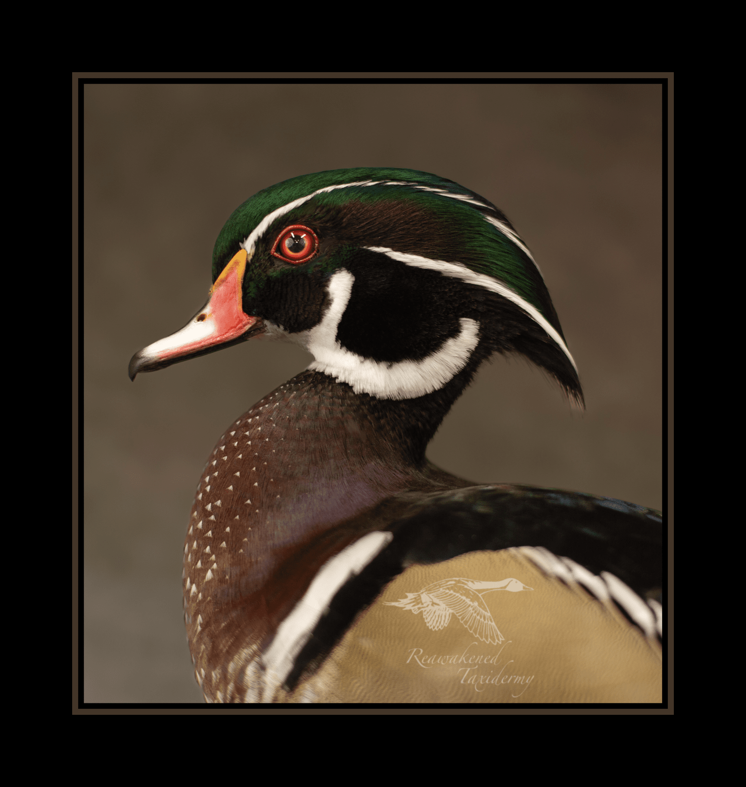 Reawakened Taxidermy