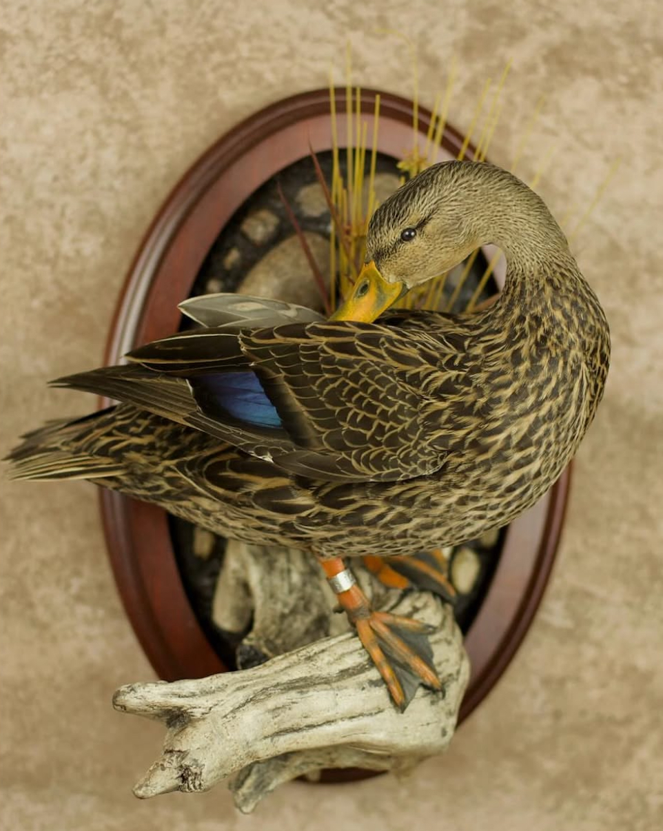 Screenshot 2025-07-12 at 4.19.24 PM.png