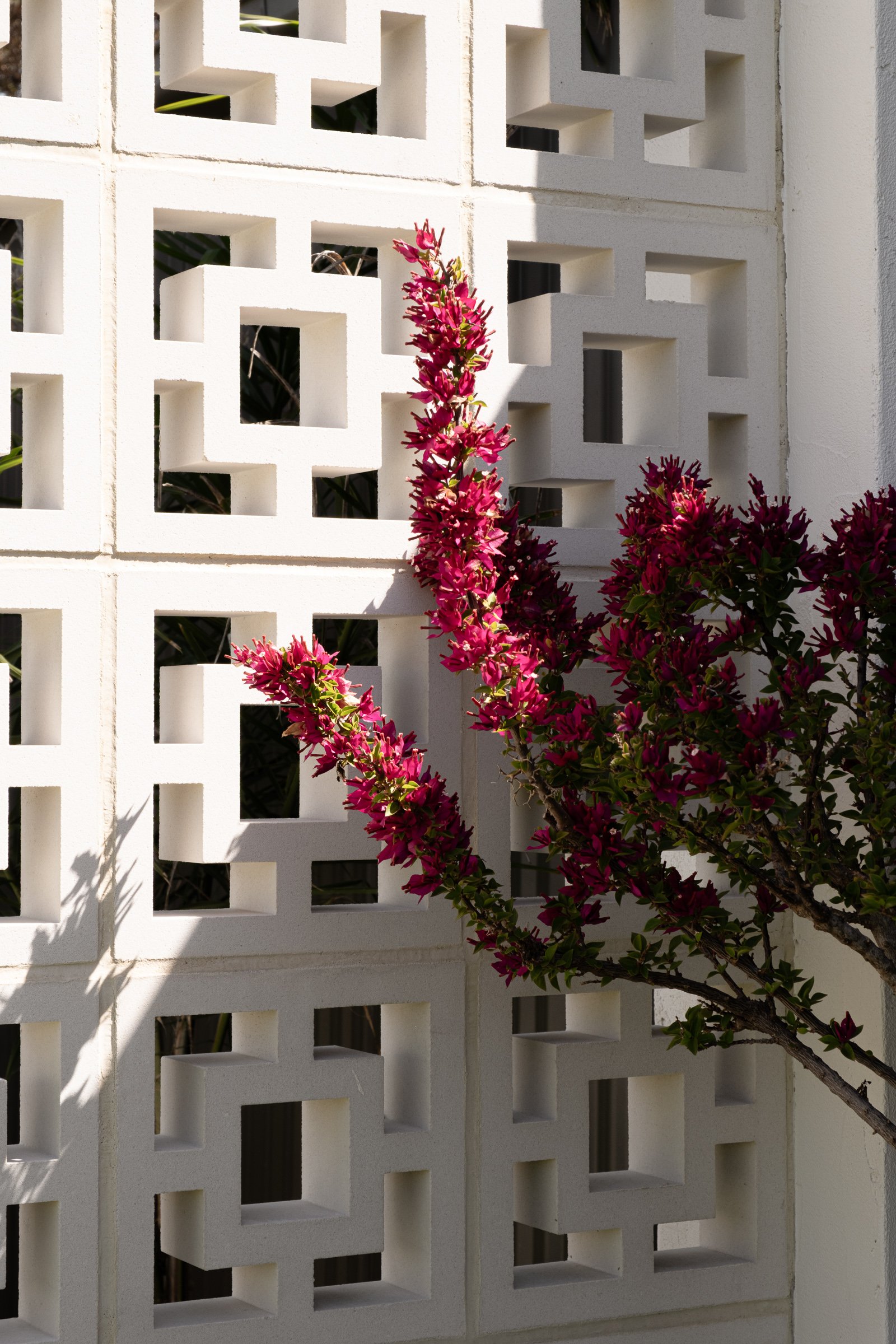 exterior-casa-billie-white-brick-wall-plant.jpg