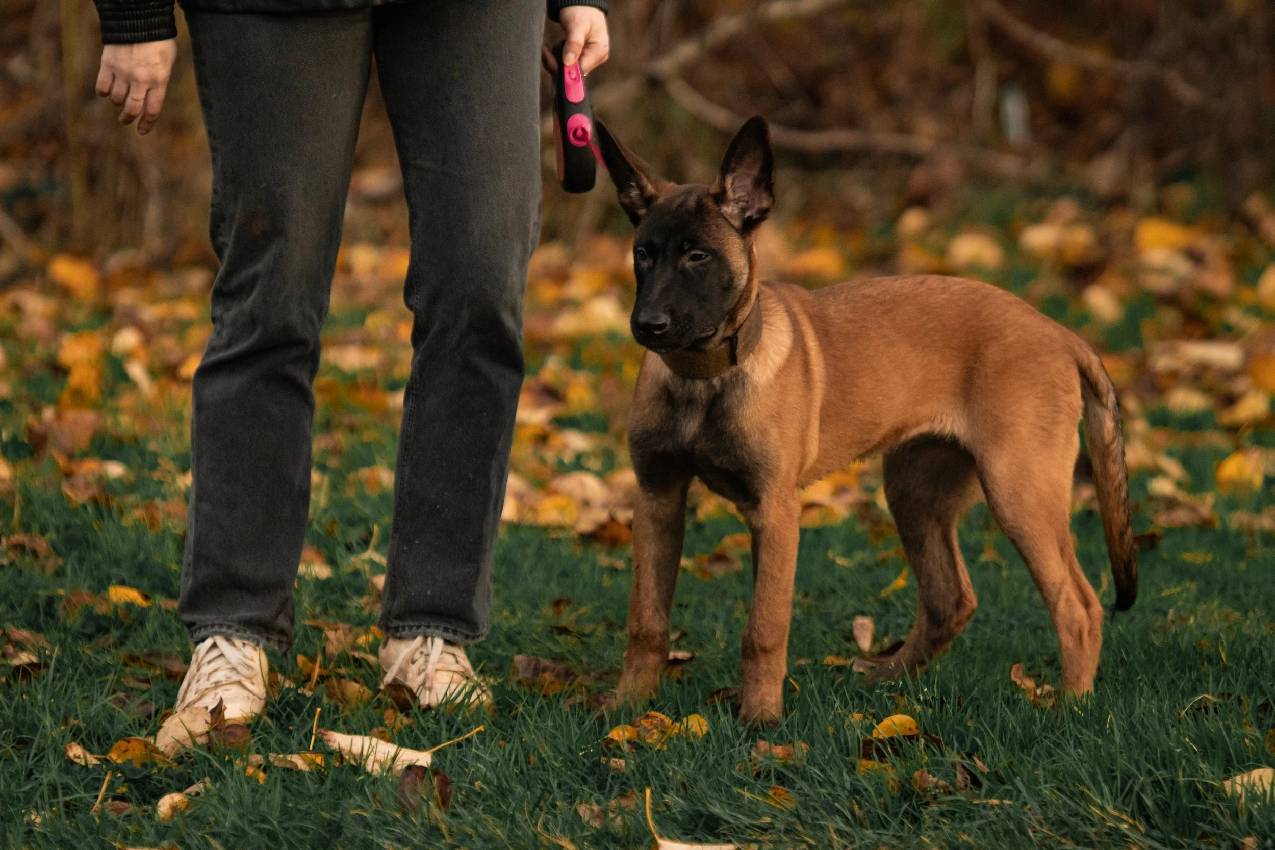 Person holding a pink leash attached to a young Belgian Malinois dog standing on grass with fallen autumn leaves.