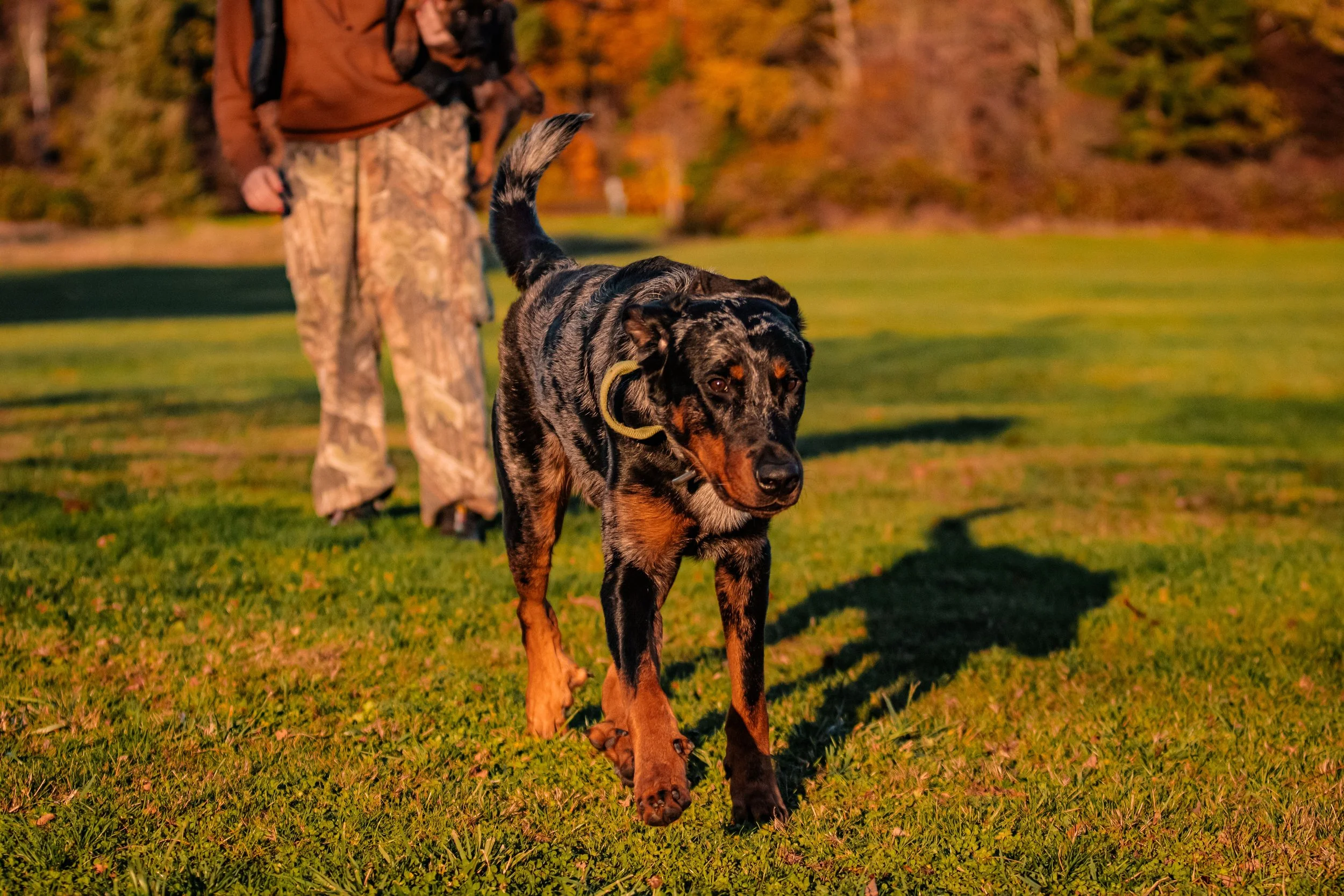 A person in camouflage pants and brown jacket walks a large, black and tan dog on a leash in a grassy park during sunset.