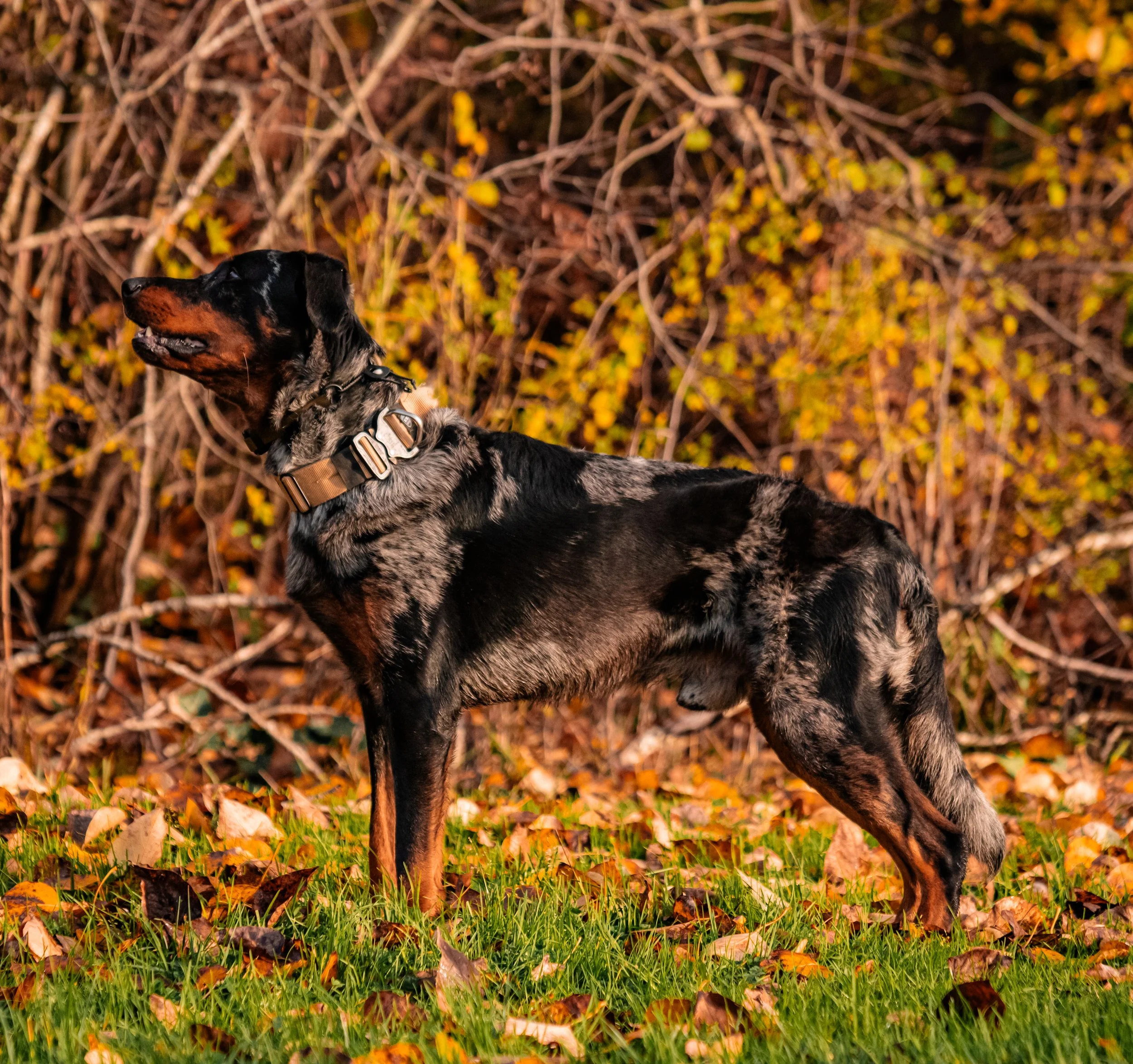 A large dog with a black, brown, and gray merle coat standing outdoors on grass with fallen autumn leaves, with a background of yellow and brown foliage.