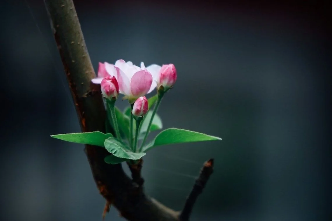 Pink and white flower blossom with green leaves on a dark background.