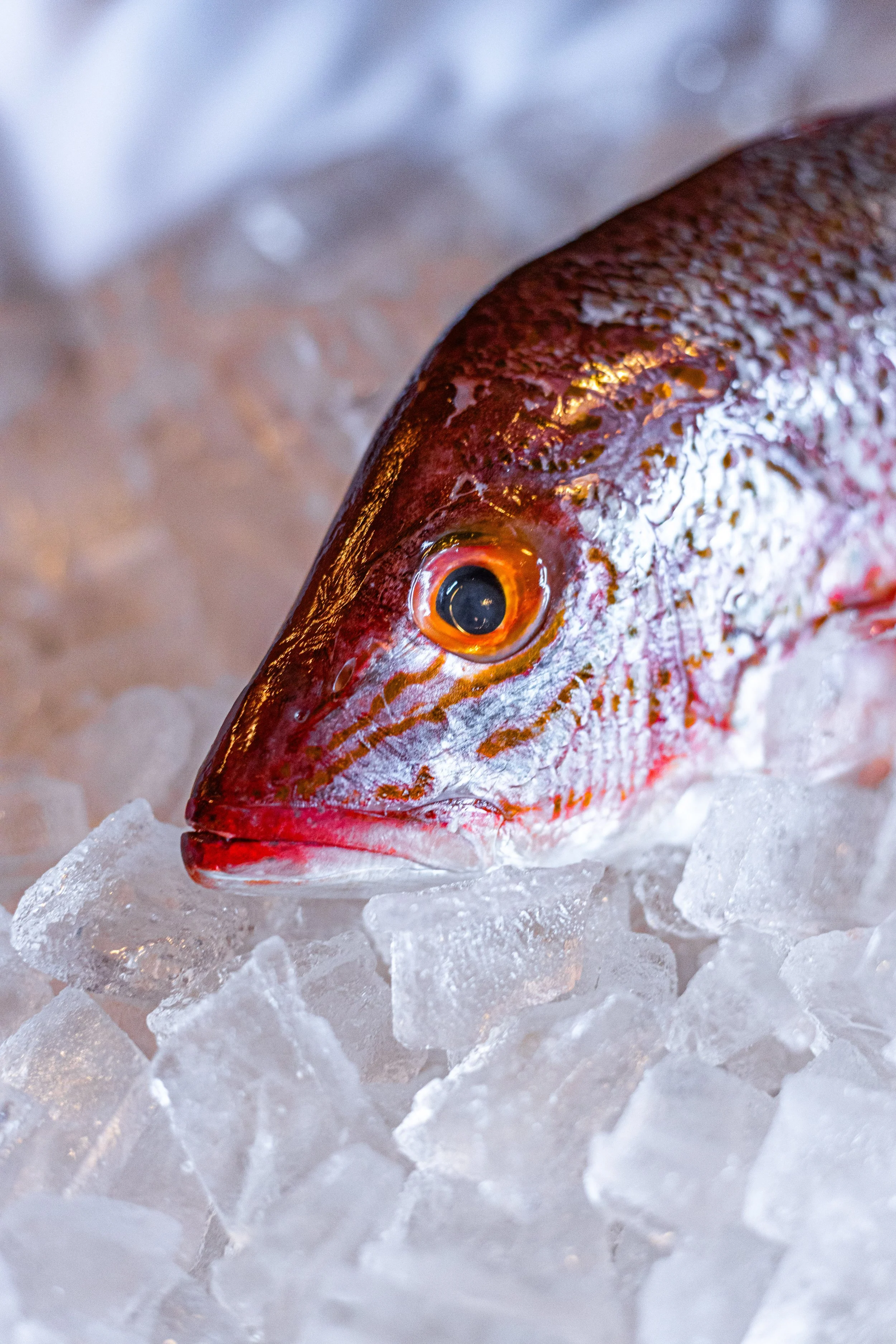 SEAFOOD