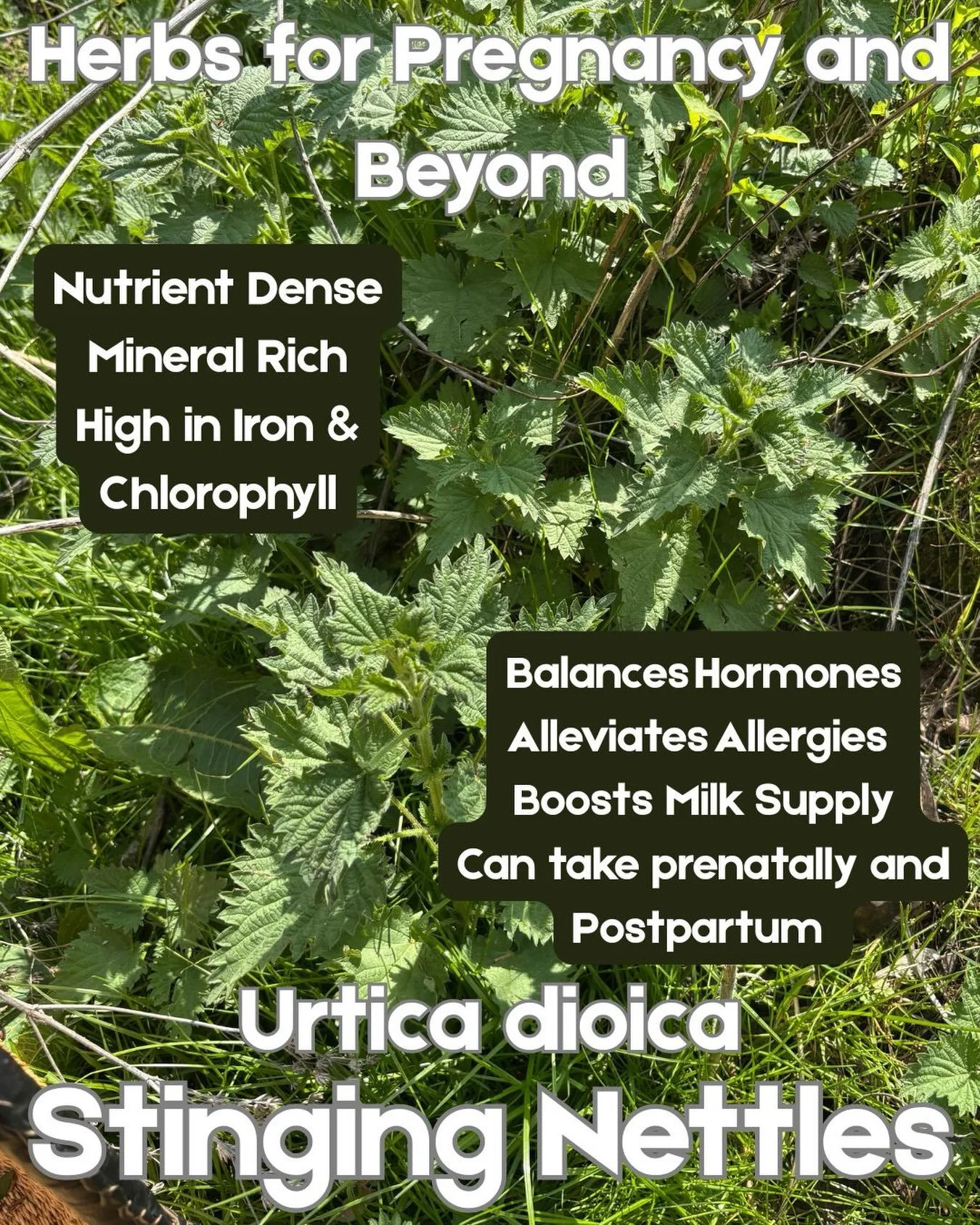 Stinging Nettles! Oh so wonderful. Feeling run down, low in iron, depleted? Wanting to support your minerals and milk supply postpartum? Dealing with seasonal allergies? Need support with your hormones? Or just nettle curious? Make a Stinging Nettle 
