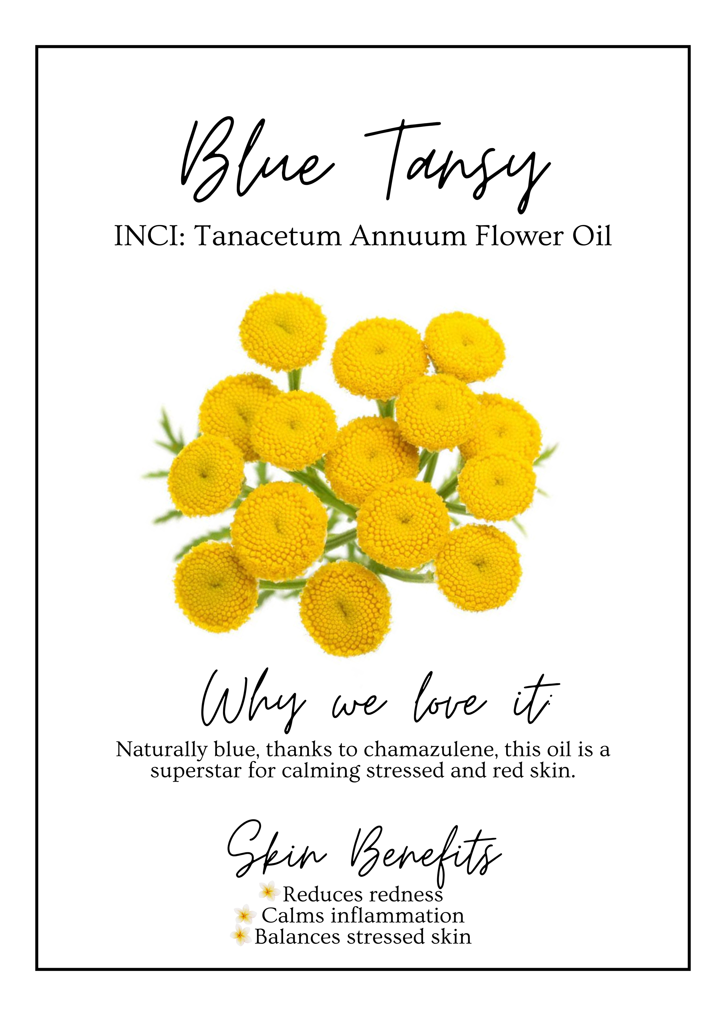 Meet Our.zip - 5.PNG