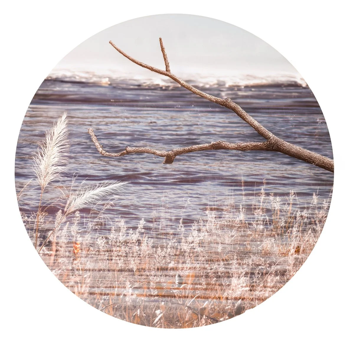 A branch extending over a body of water with dry grass and plants in the foreground.