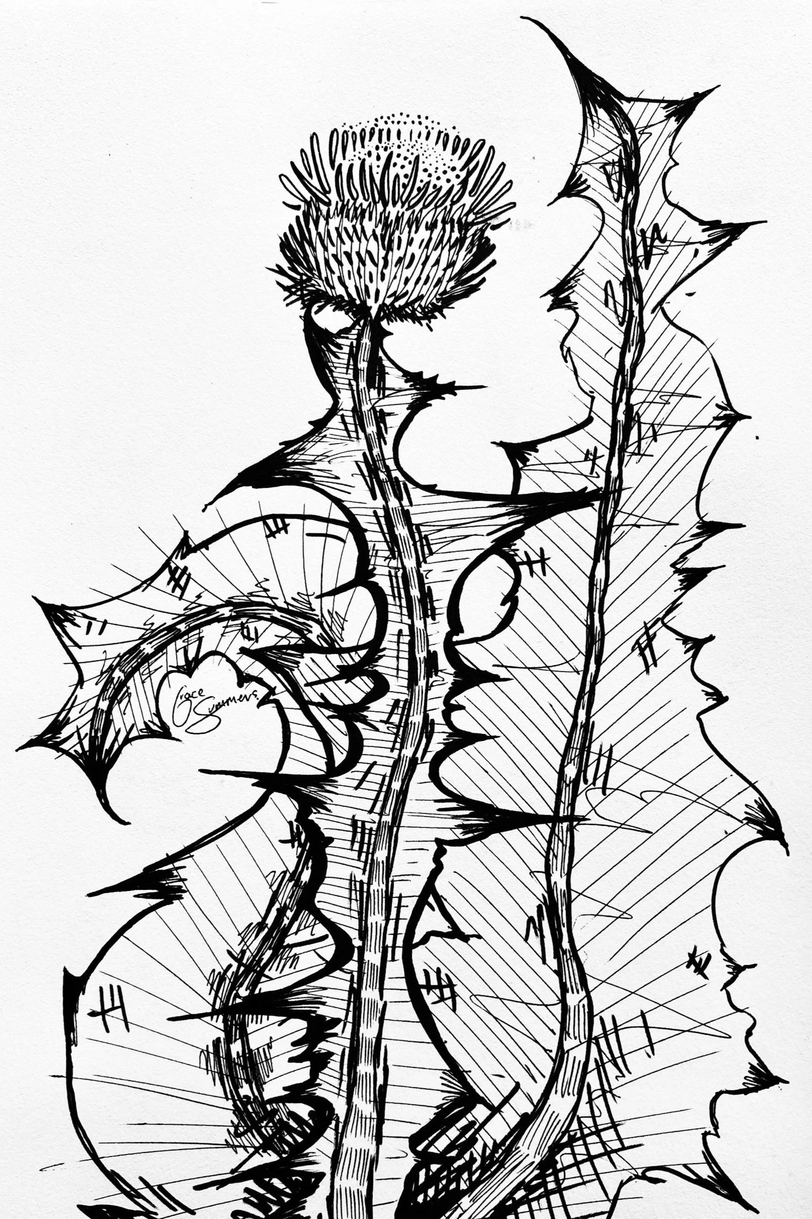 Scots Thistle Sketch