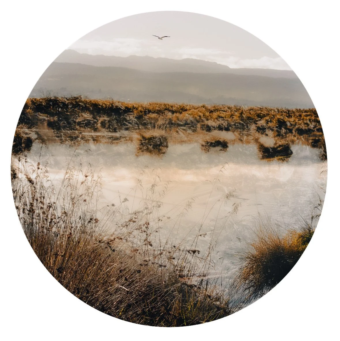 Calm water body with reflected grasses and shrubs, misty mountains in the background, and a bird flying in the sky.
