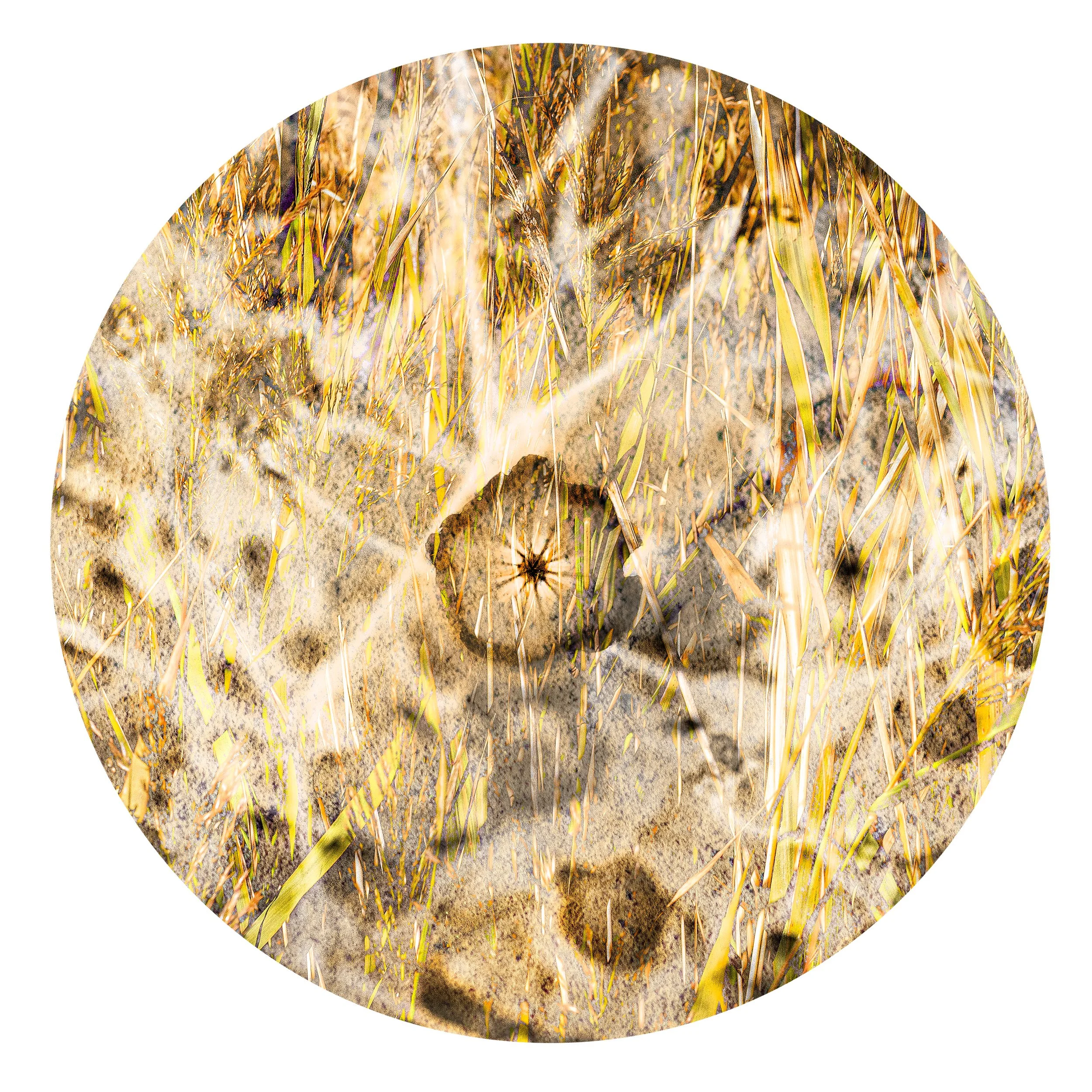 Close-up of a spider on the sand in a grassy field, with multiple spider webs nearby.