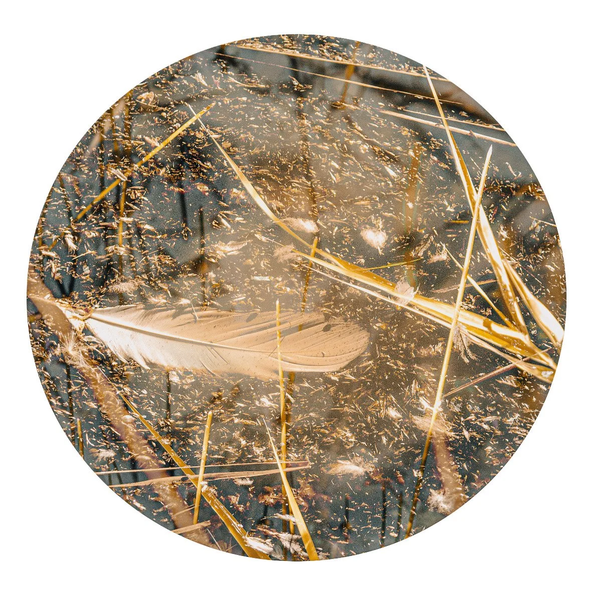 A feather floating on a bed of dried grass and small plants in water.