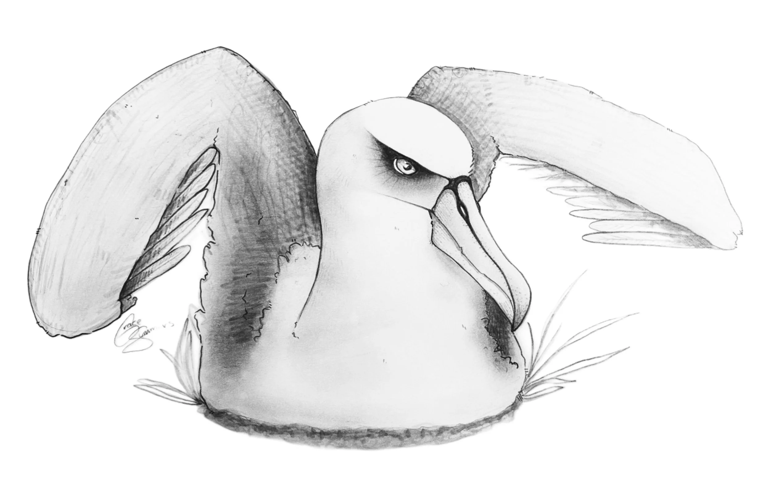 Shy Albatross Sketch #2 