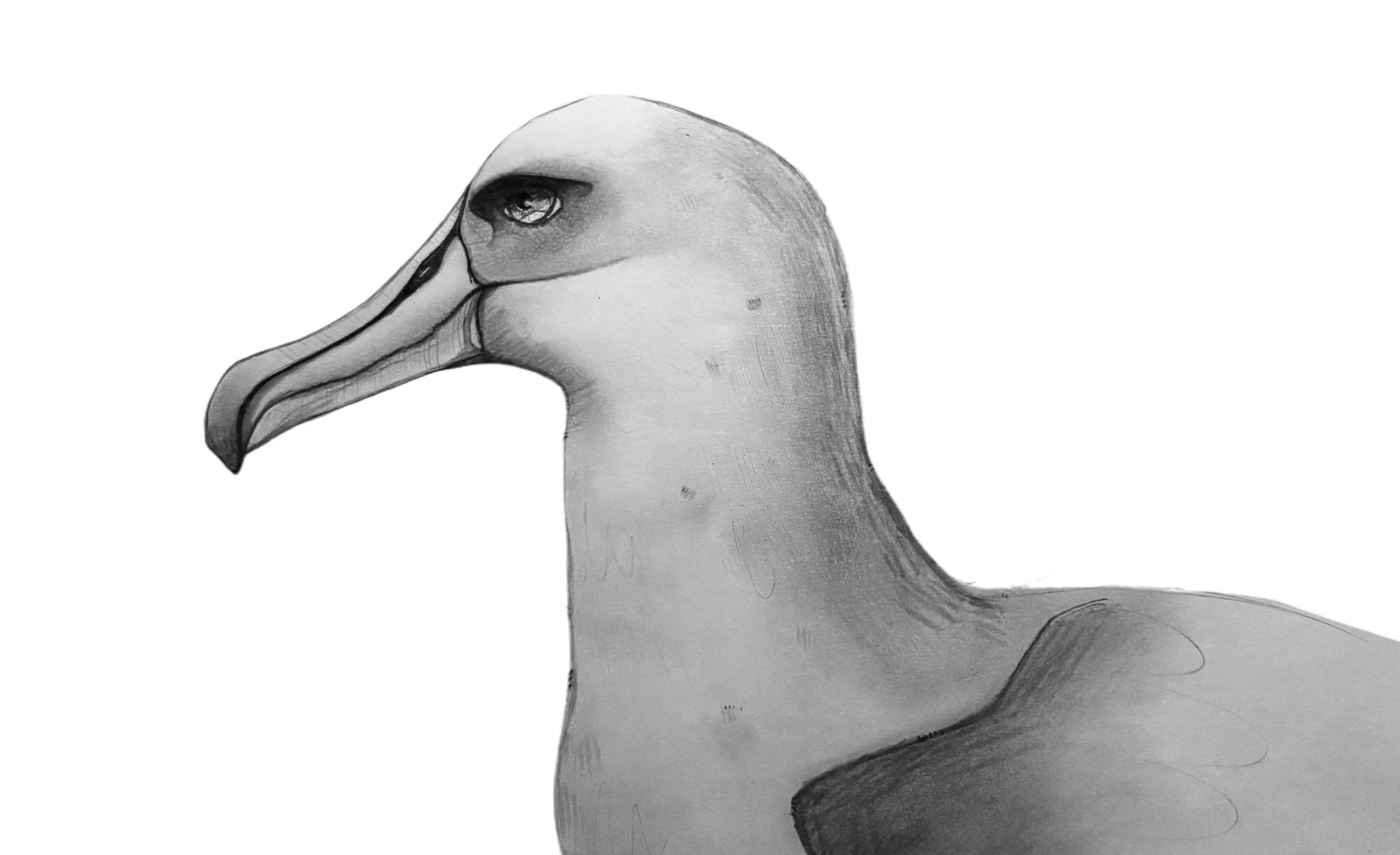 Shy Albatross Sketch #1