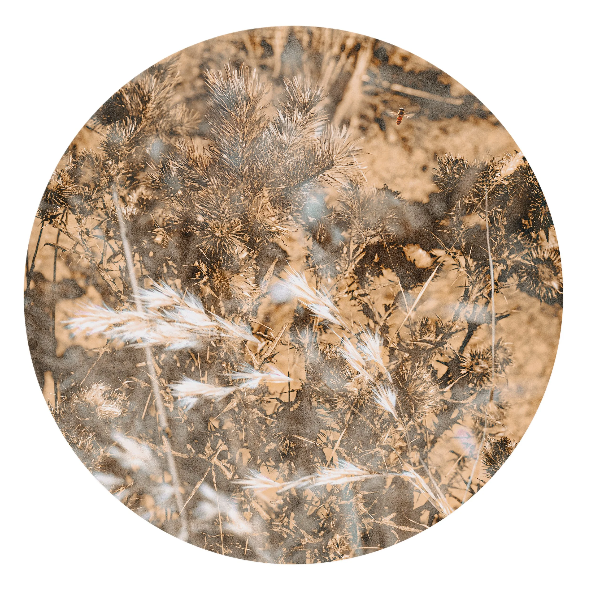 Dry grass and plants mixed with dirt in a natural outdoor setting, captured in sepia tone.