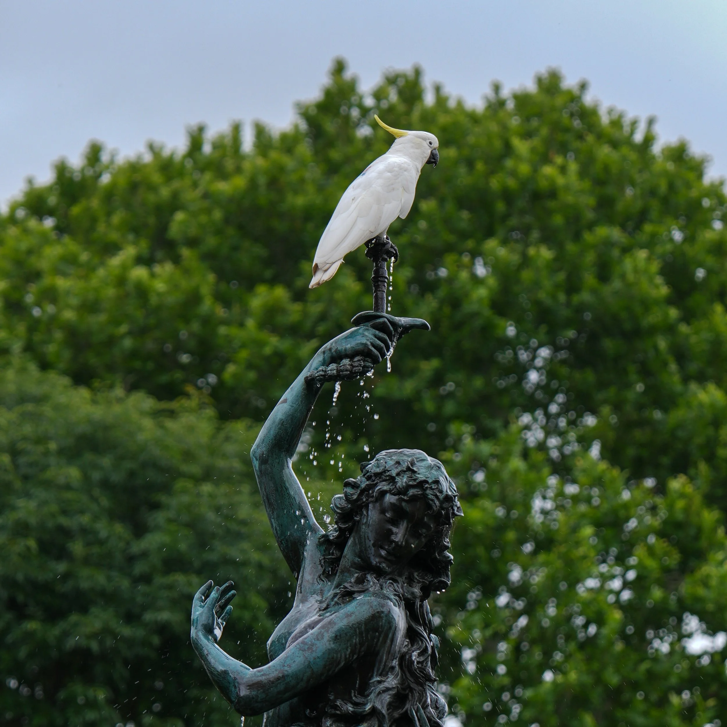 Cockatoo
