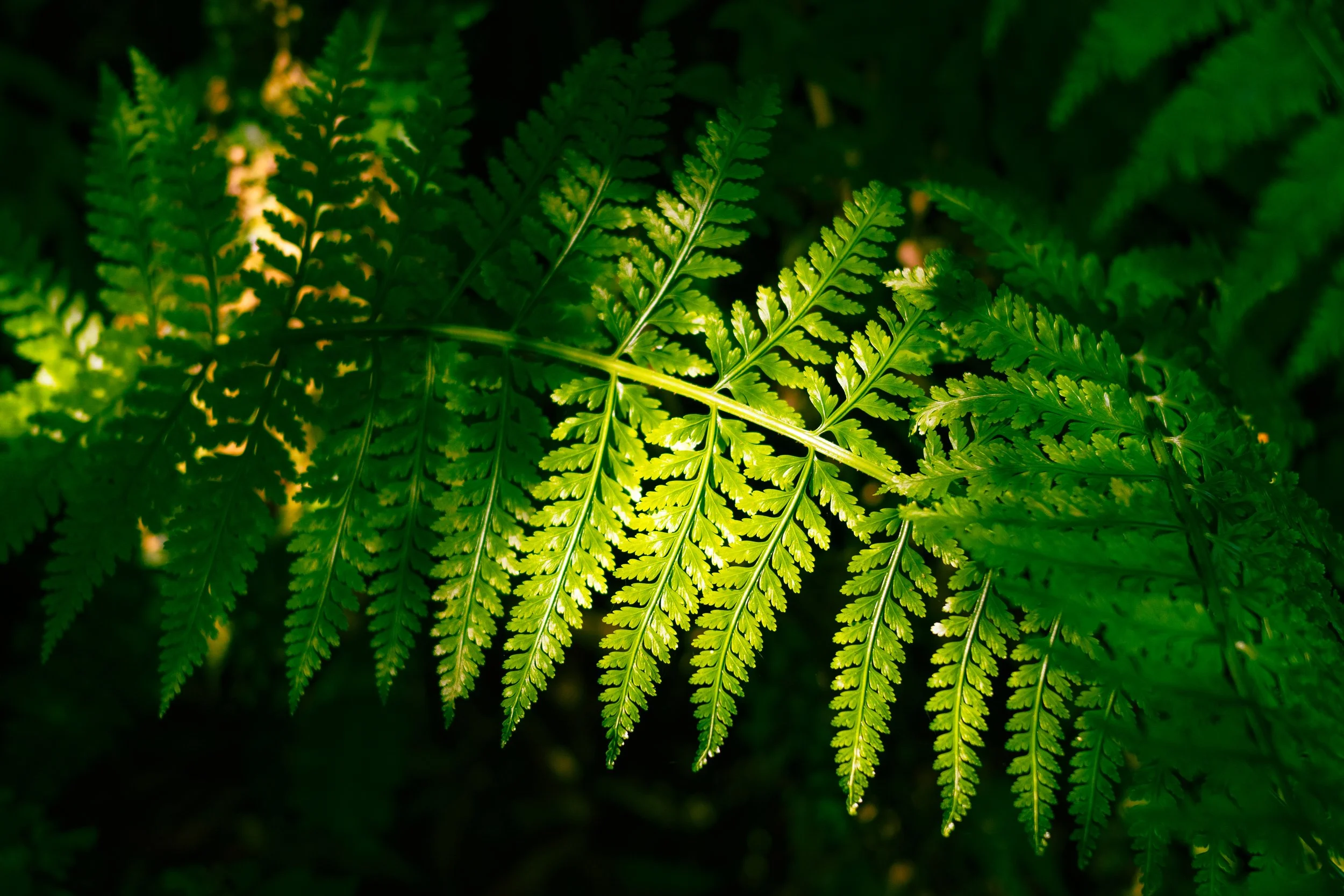 Fern