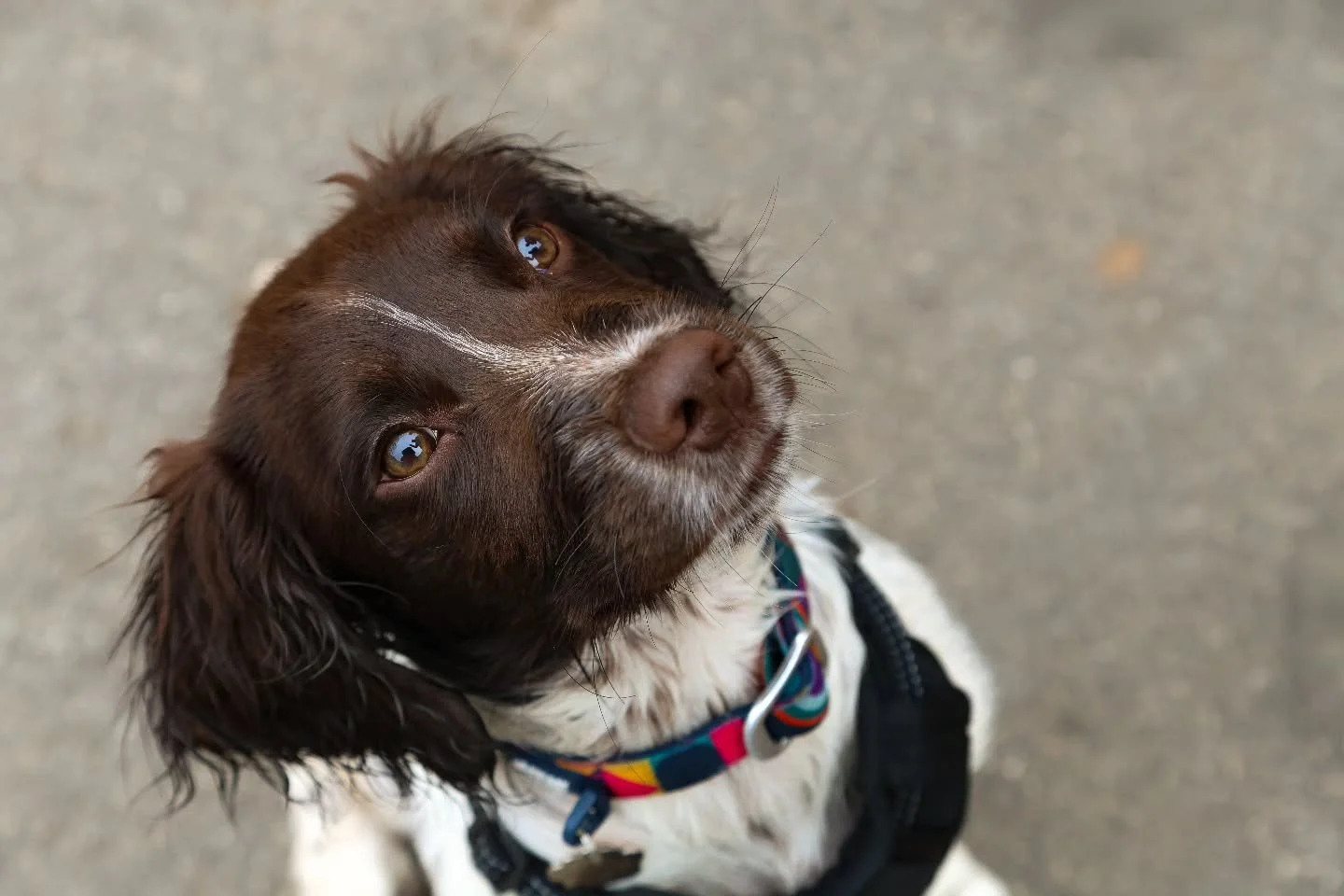 Oh Pepper! You're such a sweet boy.

#ukpetphotographer
#ukdogphotographer
#petportraits #petphotography #puppyeyes #crewandcophotography #familyphotographermansfield #spaniellove #spaniellife