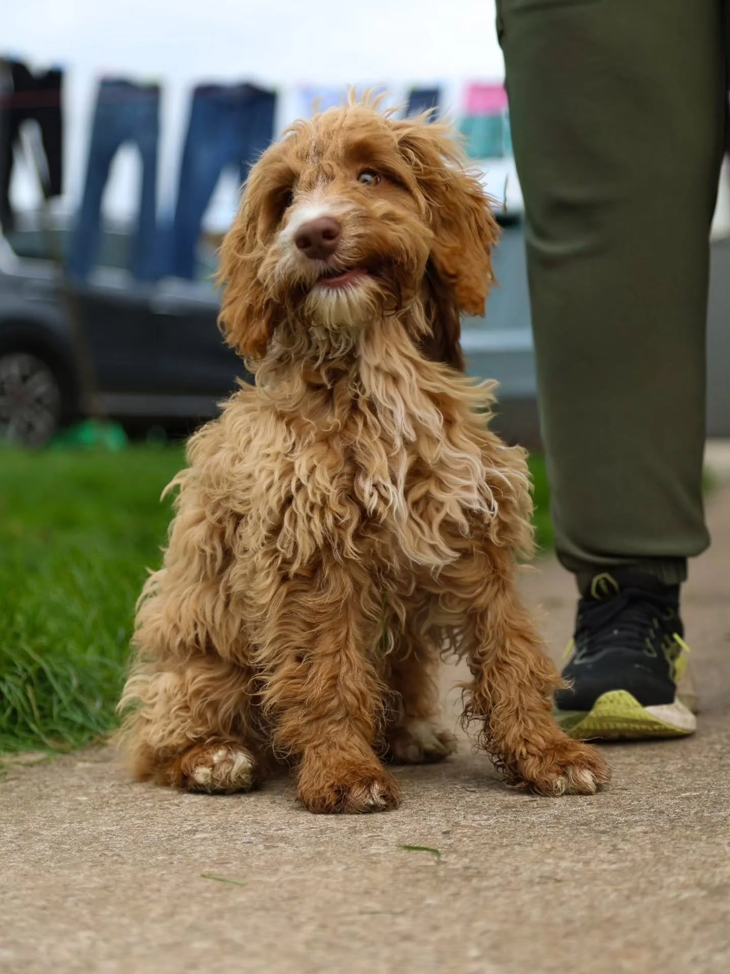 Lovely Jasper! Your growing far too fast!

#ukpetphotographer #petportraits #petphotographeruk #cockerpoo #beautifulpup #CrewAndCoPhotography #photographersuttoninashfield #petphotography #petphotographermansfield