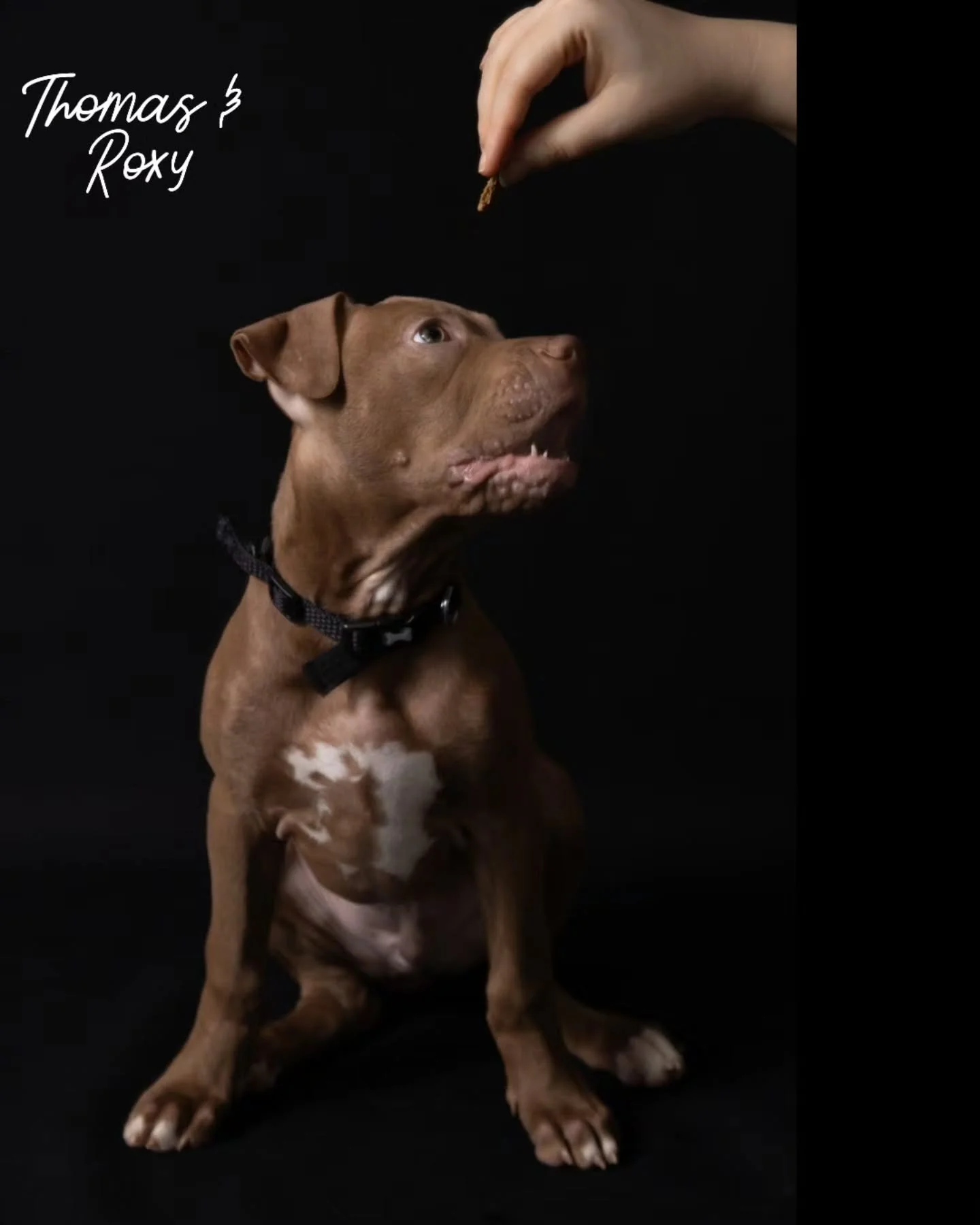 Meet Thomas and Roxy. The beautiful baby and the golden oldie. Working with these two had me working two different paces at once! Talk about being accomodating. They were both wonderful to have in the studio and so well behaved. 

Aren't they stunnin