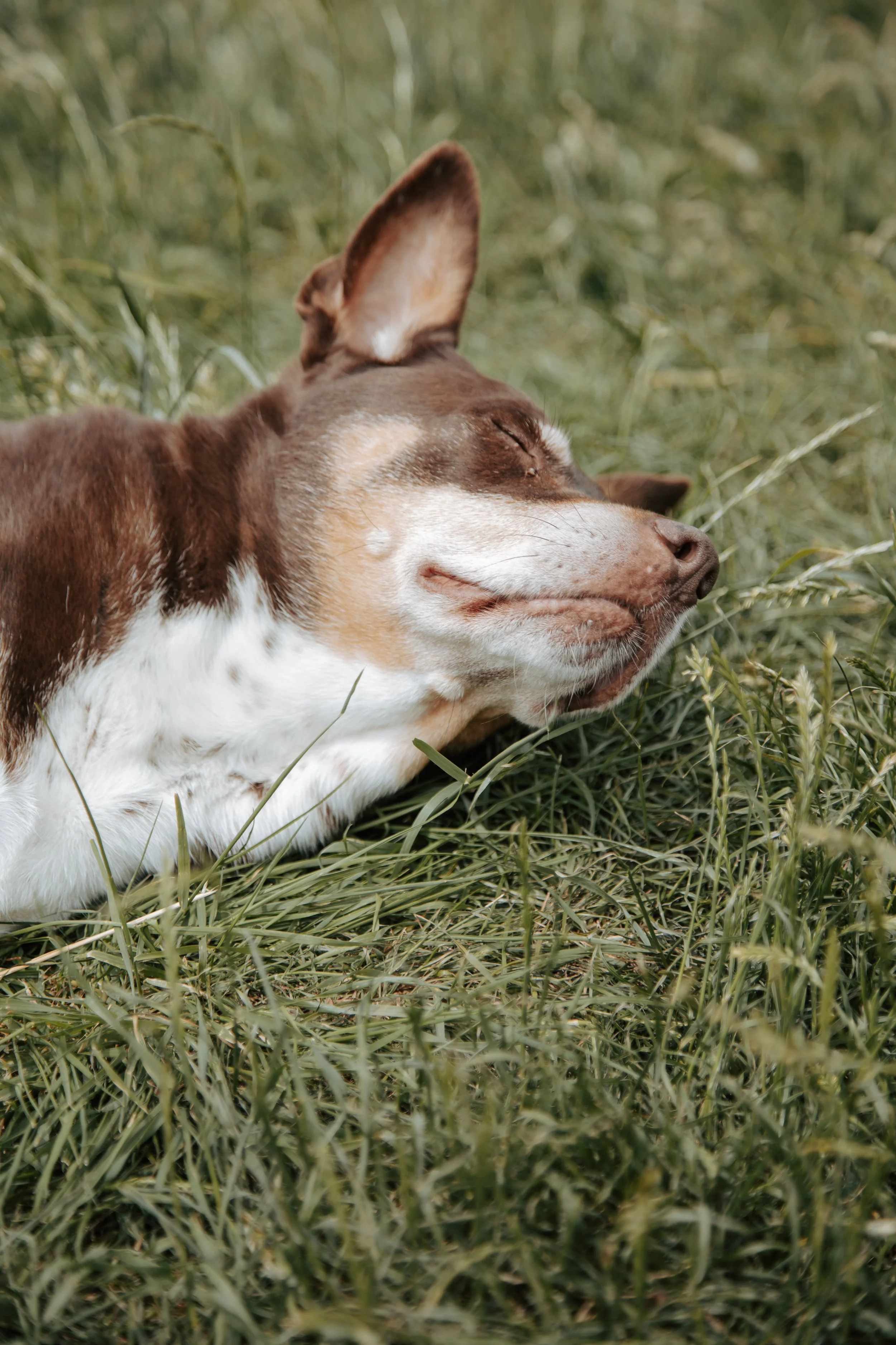 A dog lying on the grass with eyes closed, appearing to be sleeping or resting peacefully.