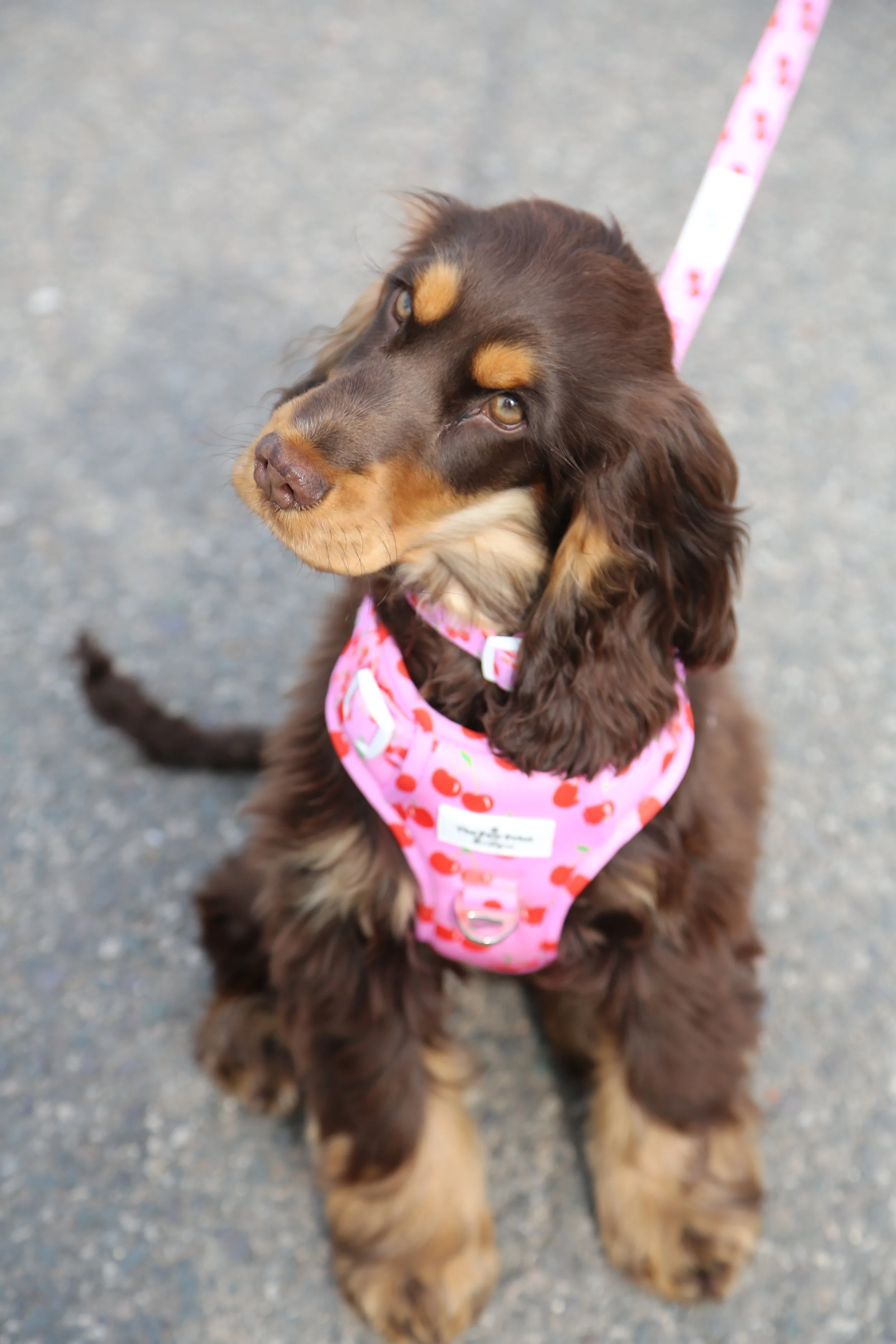 A brown and tan dog, possibly a Cocker Spaniel, sitting on a paved surface, wearing a pink harness with strawberry patterns, looking up.